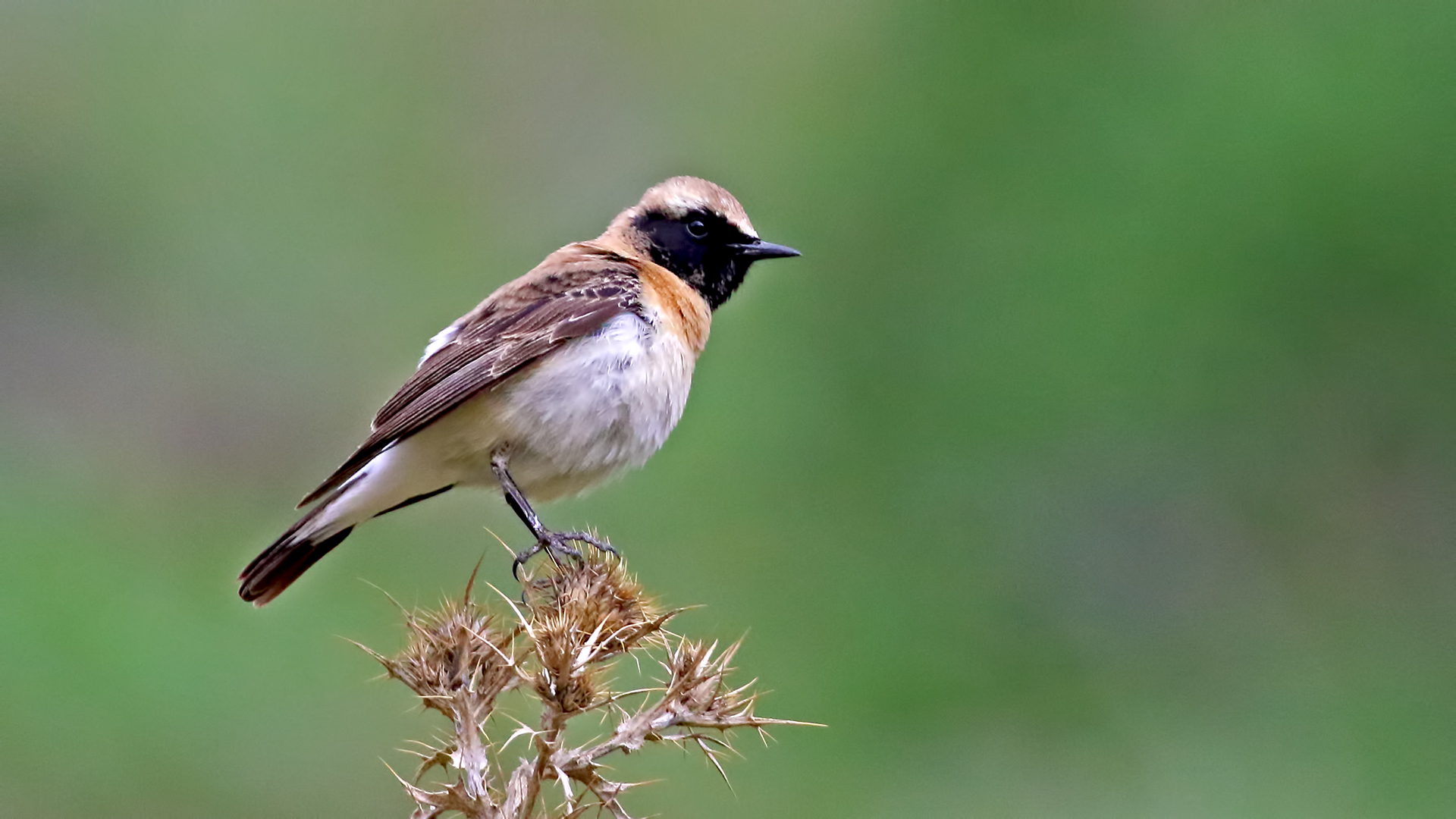 Black-eared Wheatear