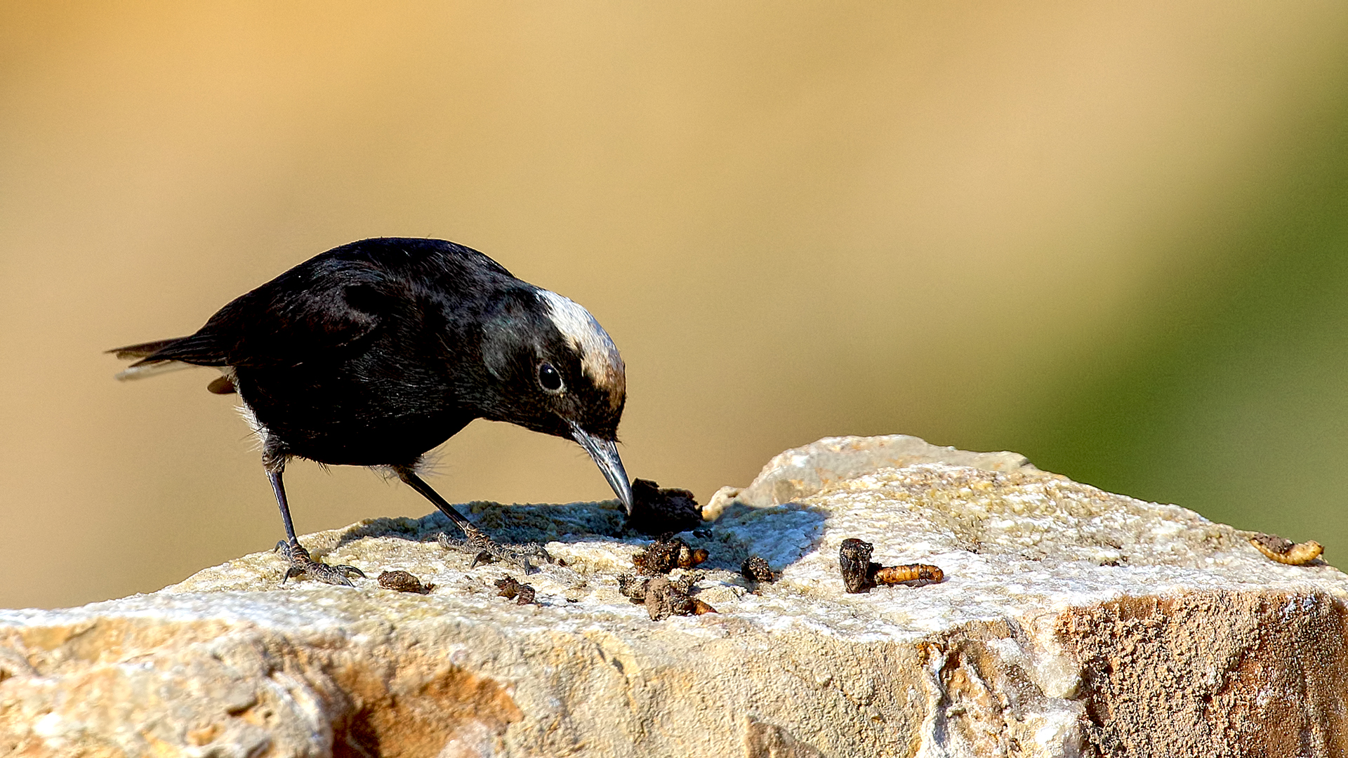 White-crowned Wheatear