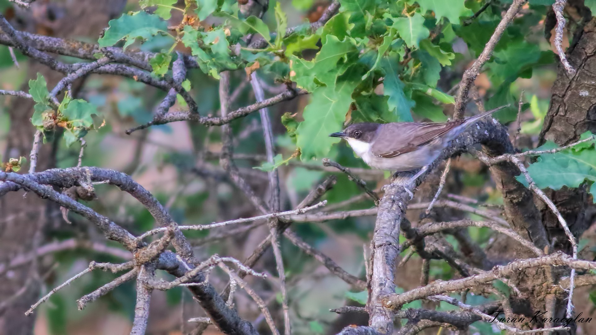 Eastern Orphean Warbler