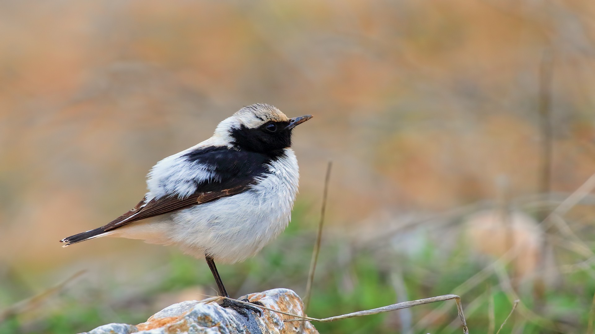 Finsch's Wheatear