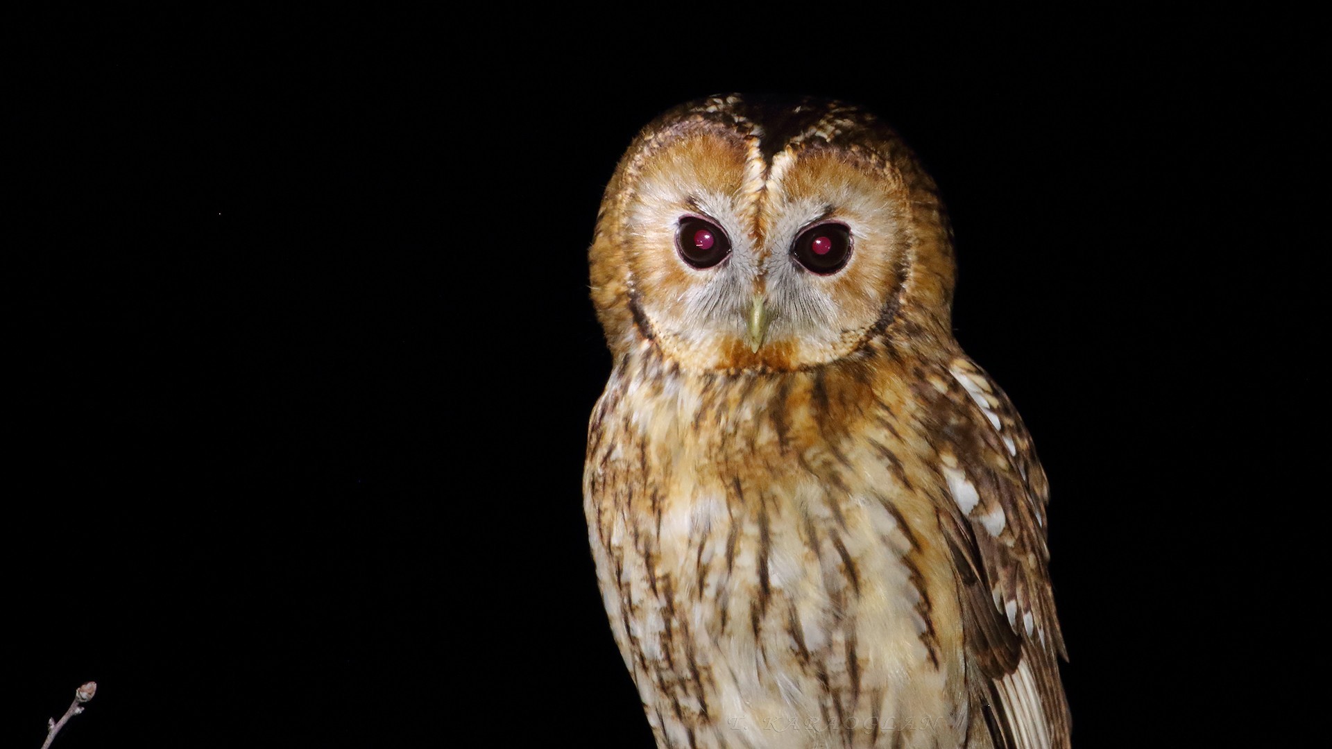 Tawny Owl