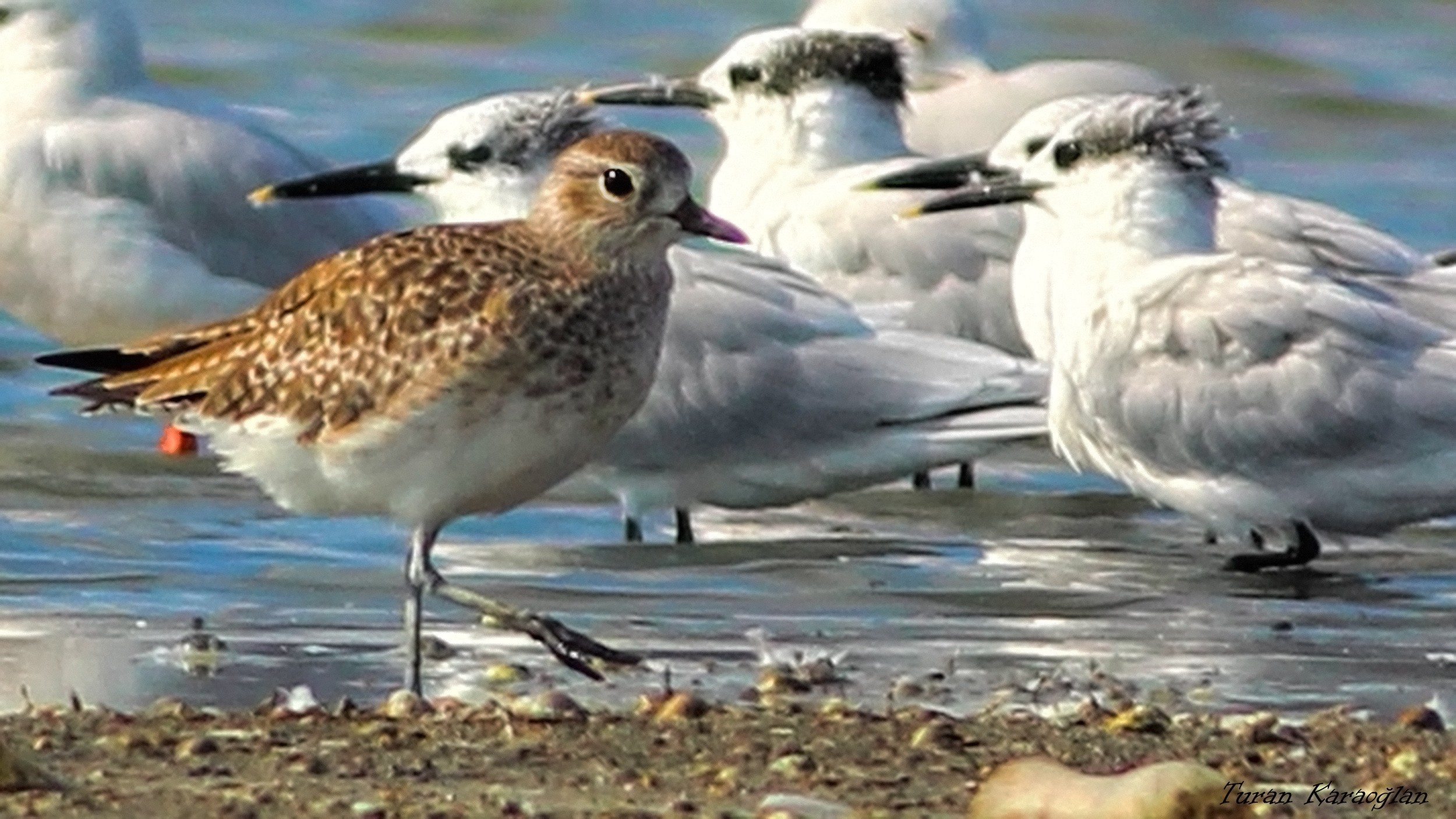 European Golden-Plover