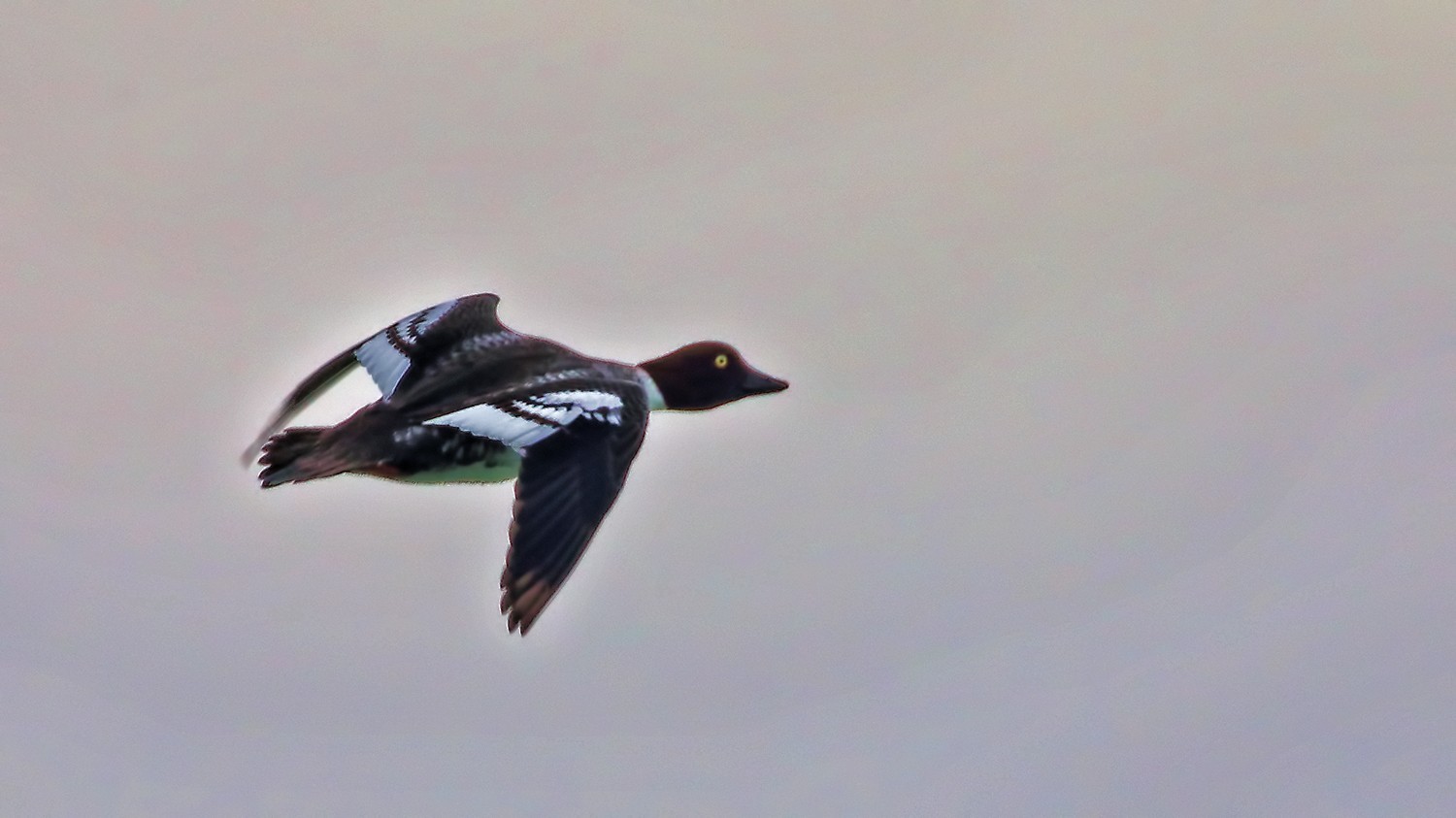 Common Goldeneye