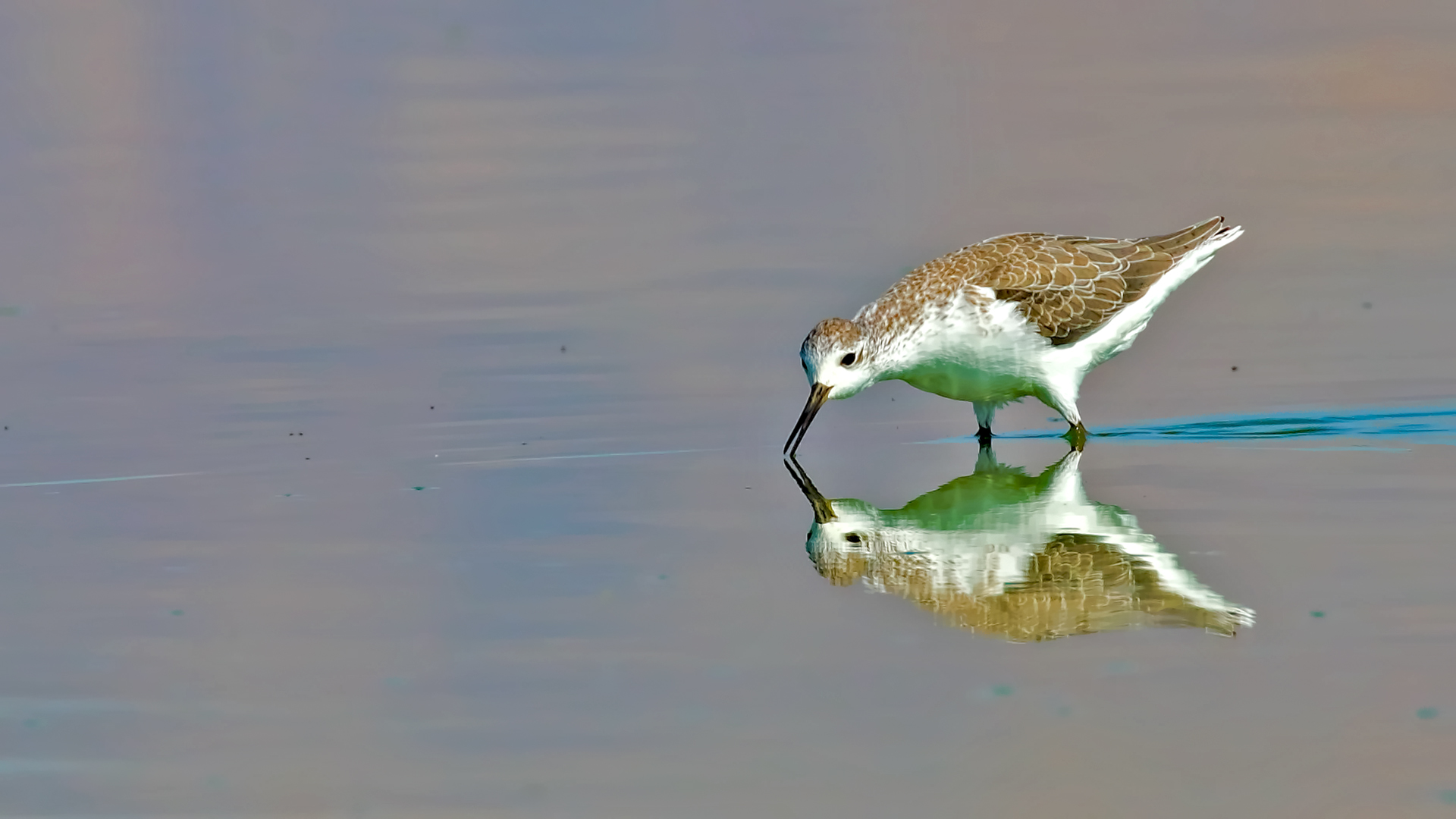 Marsh Sandpiper