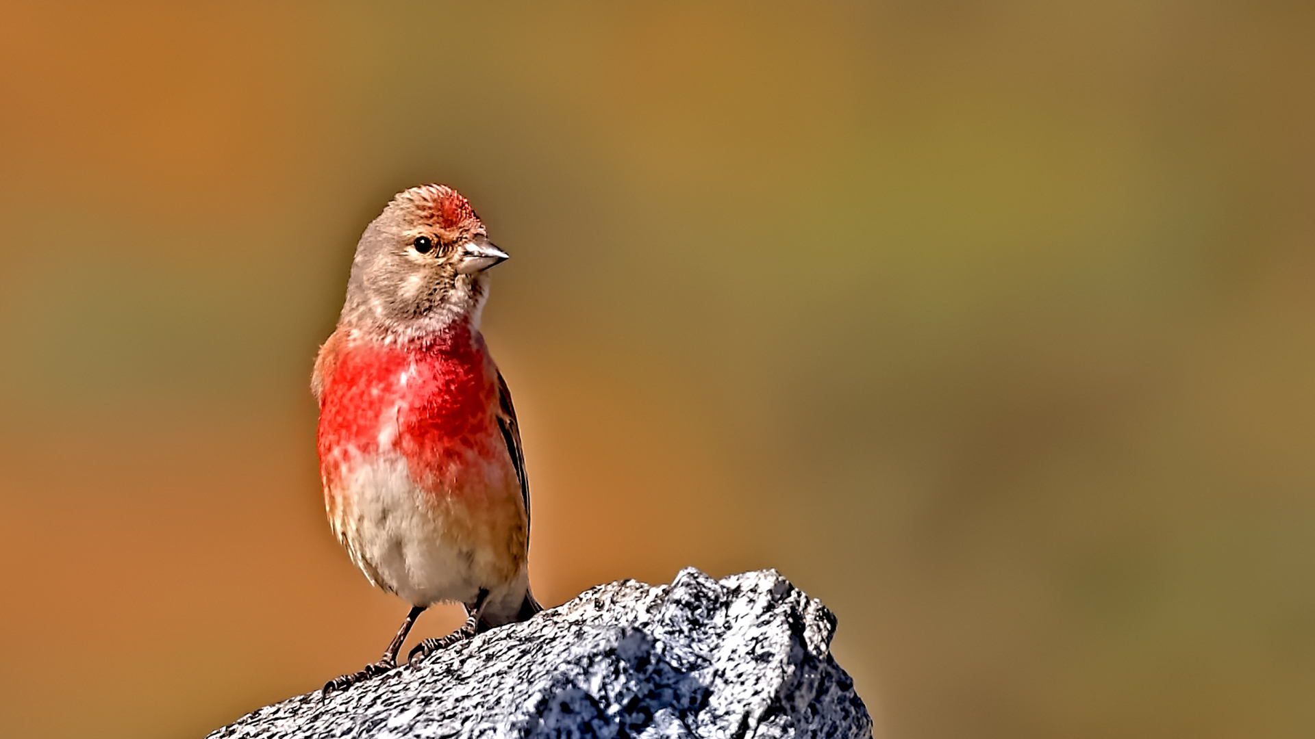Eurasian Linnet — Ana fotoğraf
