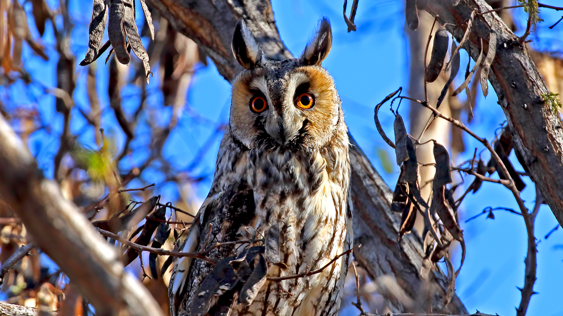 Long-eared Owl