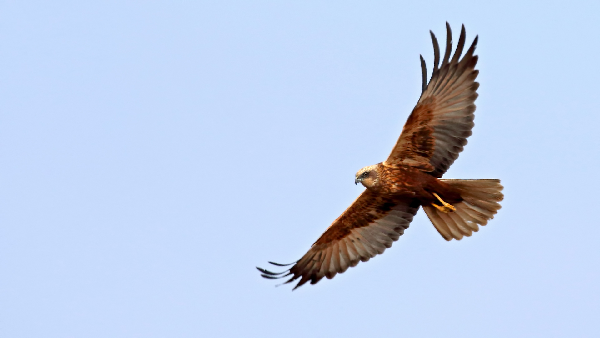 Eurasian Marsh-Harrier — Ana fotoğraf