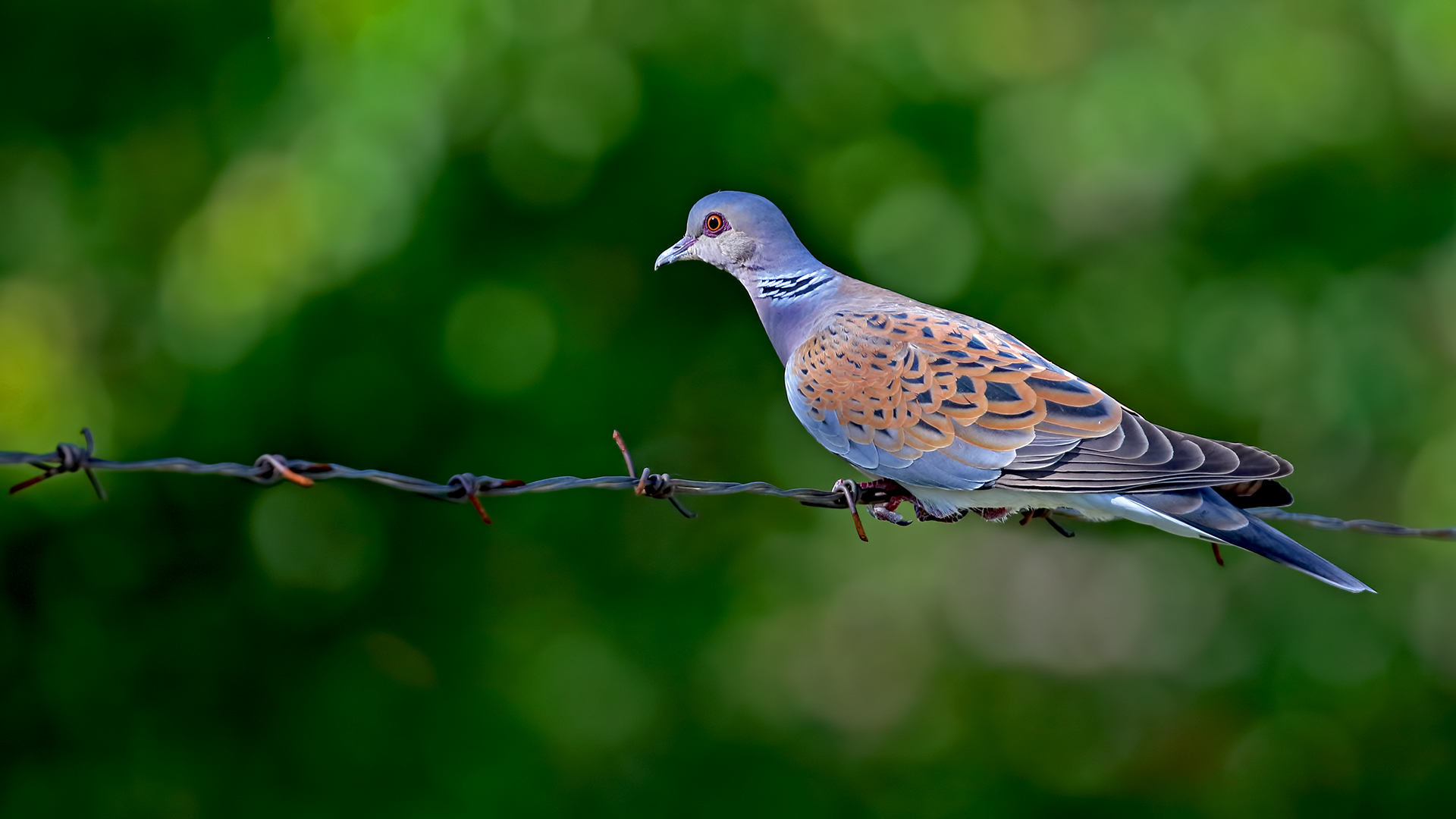 European Turtle-Dove — Ana fotoğraf
