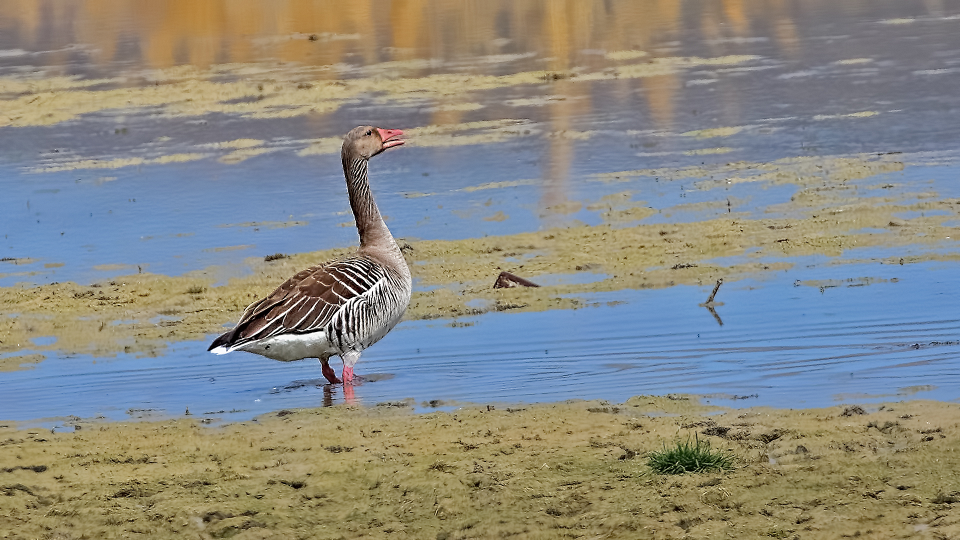 Graylag Goose