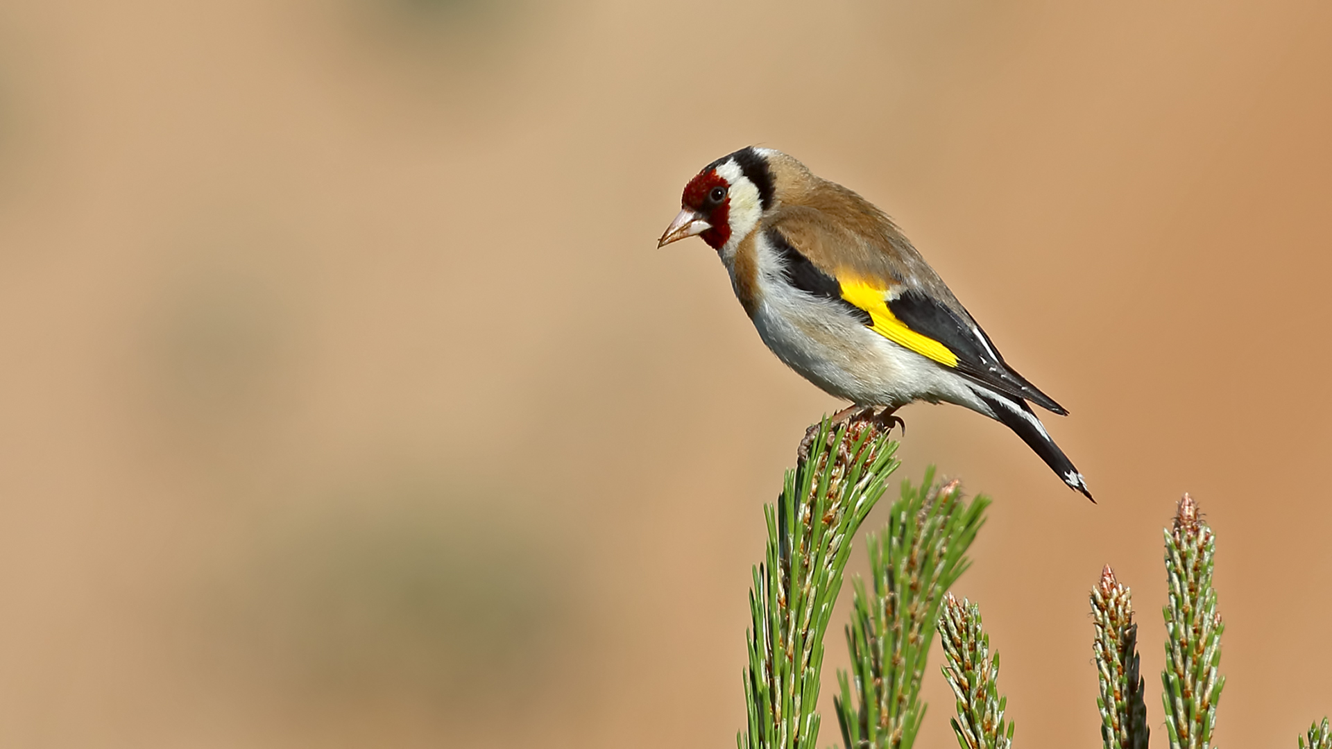 European Goldfinch