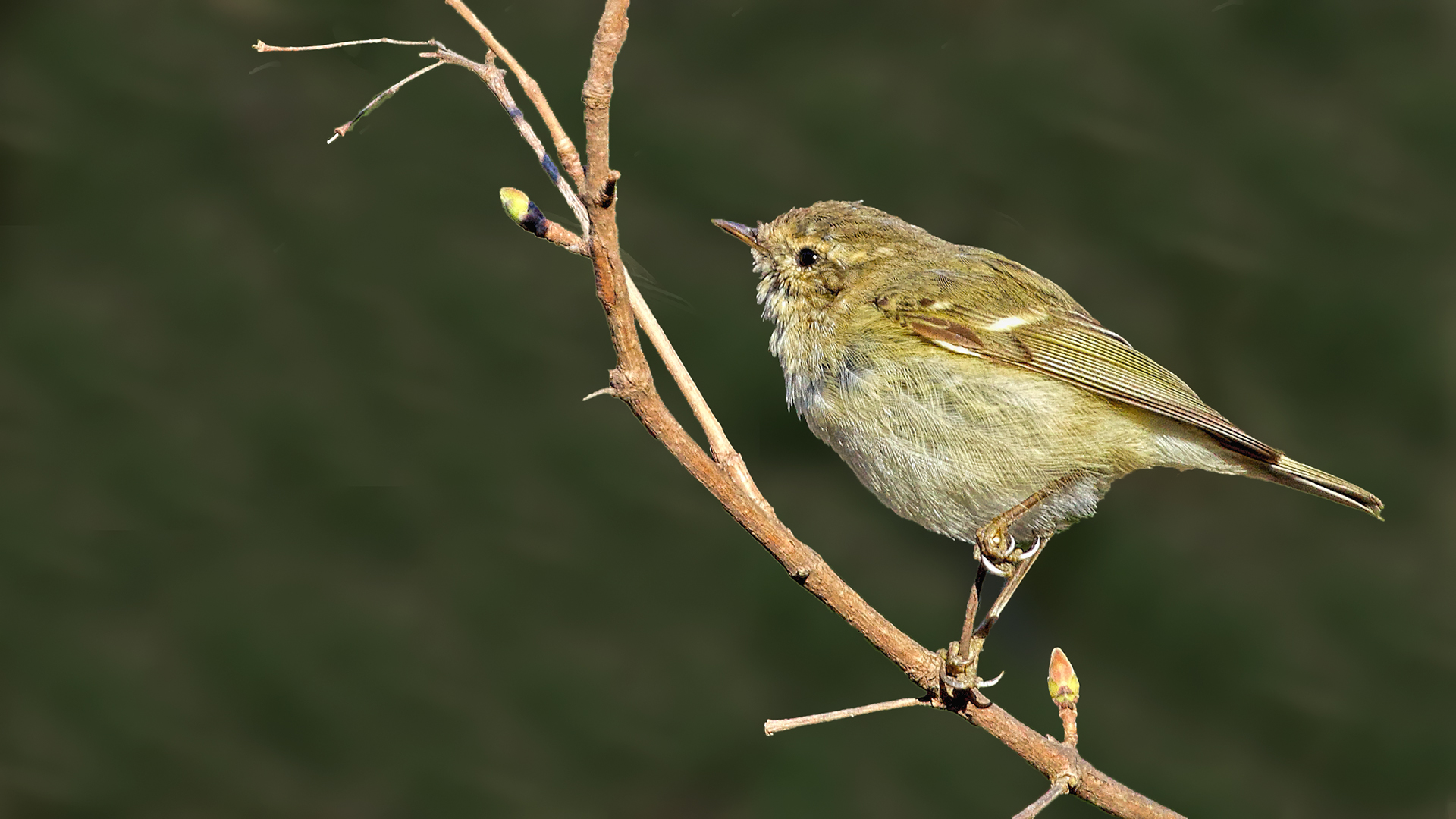 Hume's Warbler