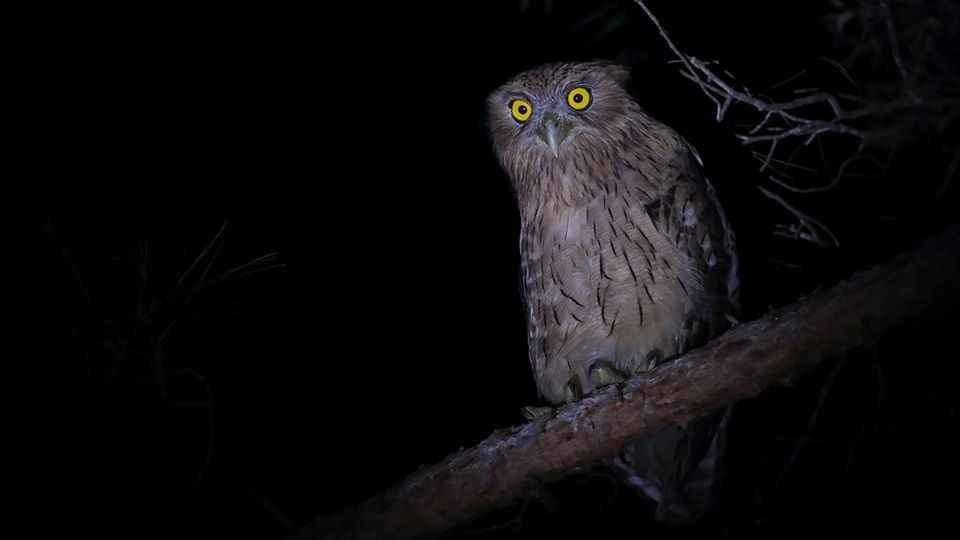 Brown Fish-Owl