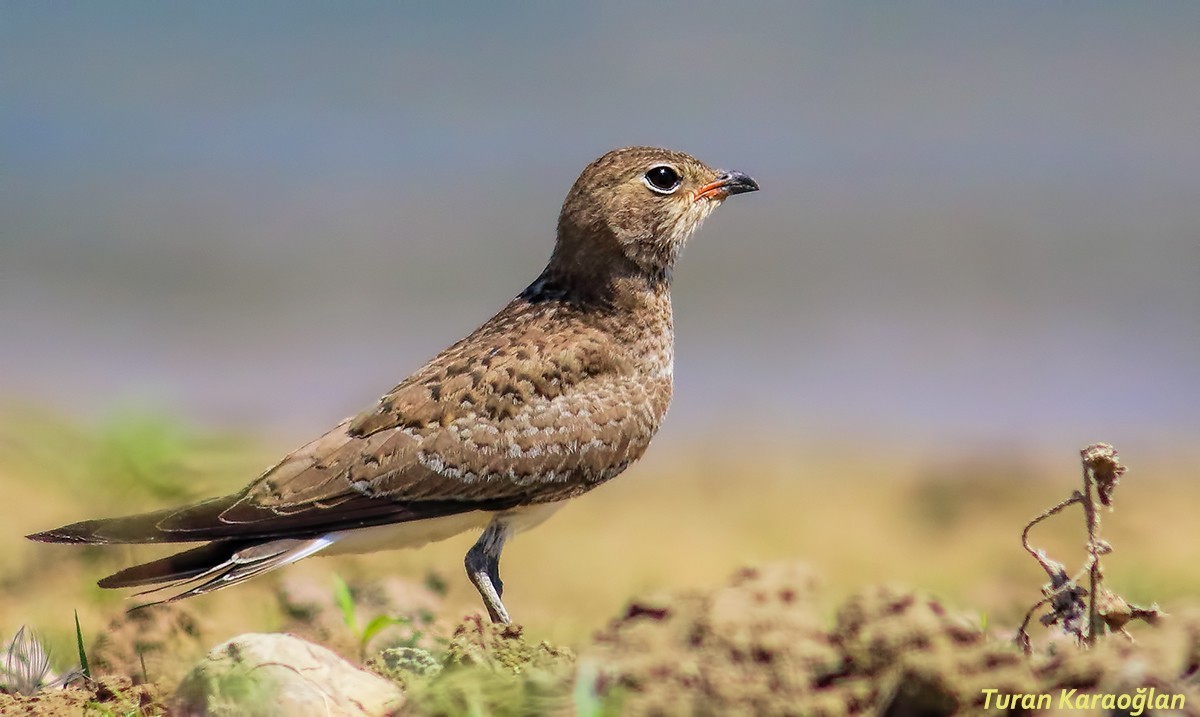 Collared Pratincole