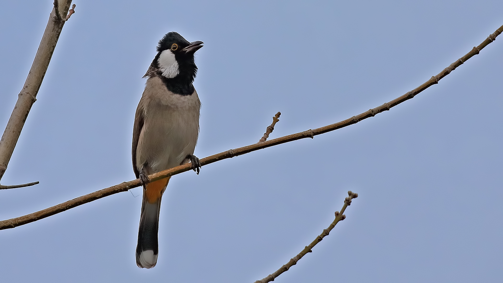 White-eared Bulbul