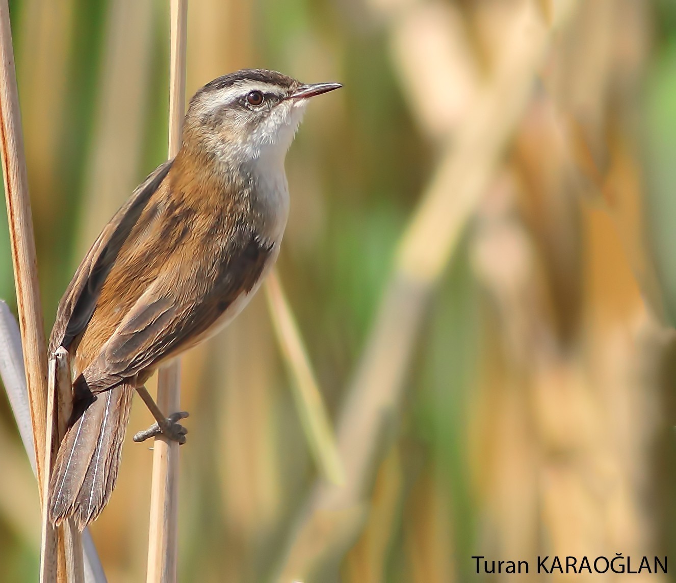 Moustached Warbler