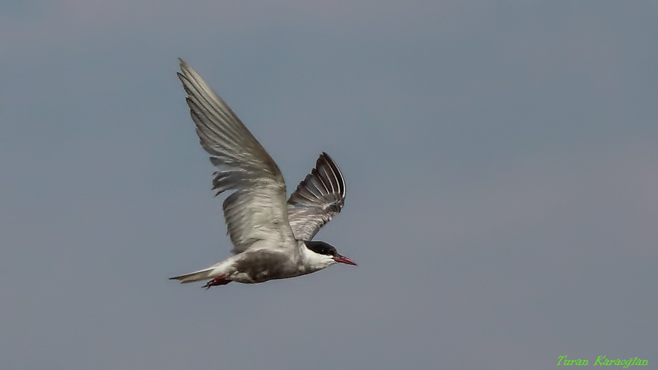 Whiskered Tern