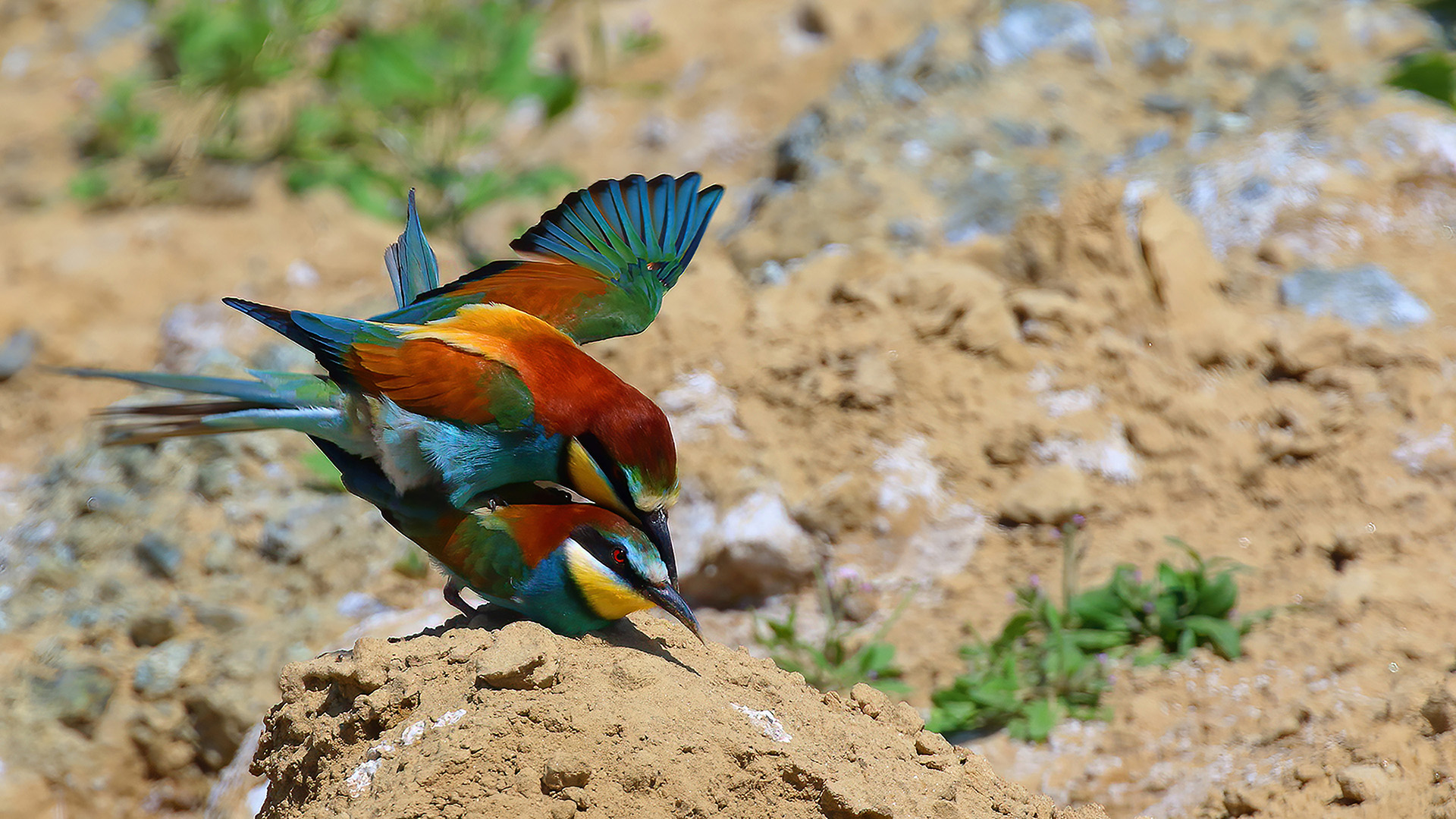 European Bee-eater — Ana fotoğraf