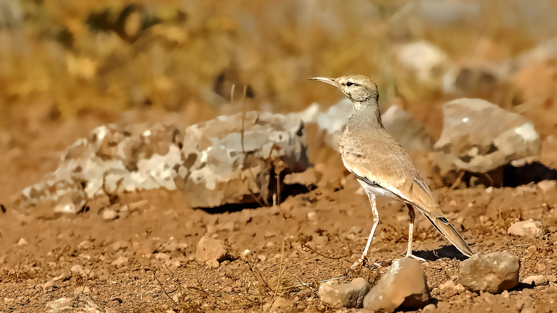 Greater Hoopoe-Lark