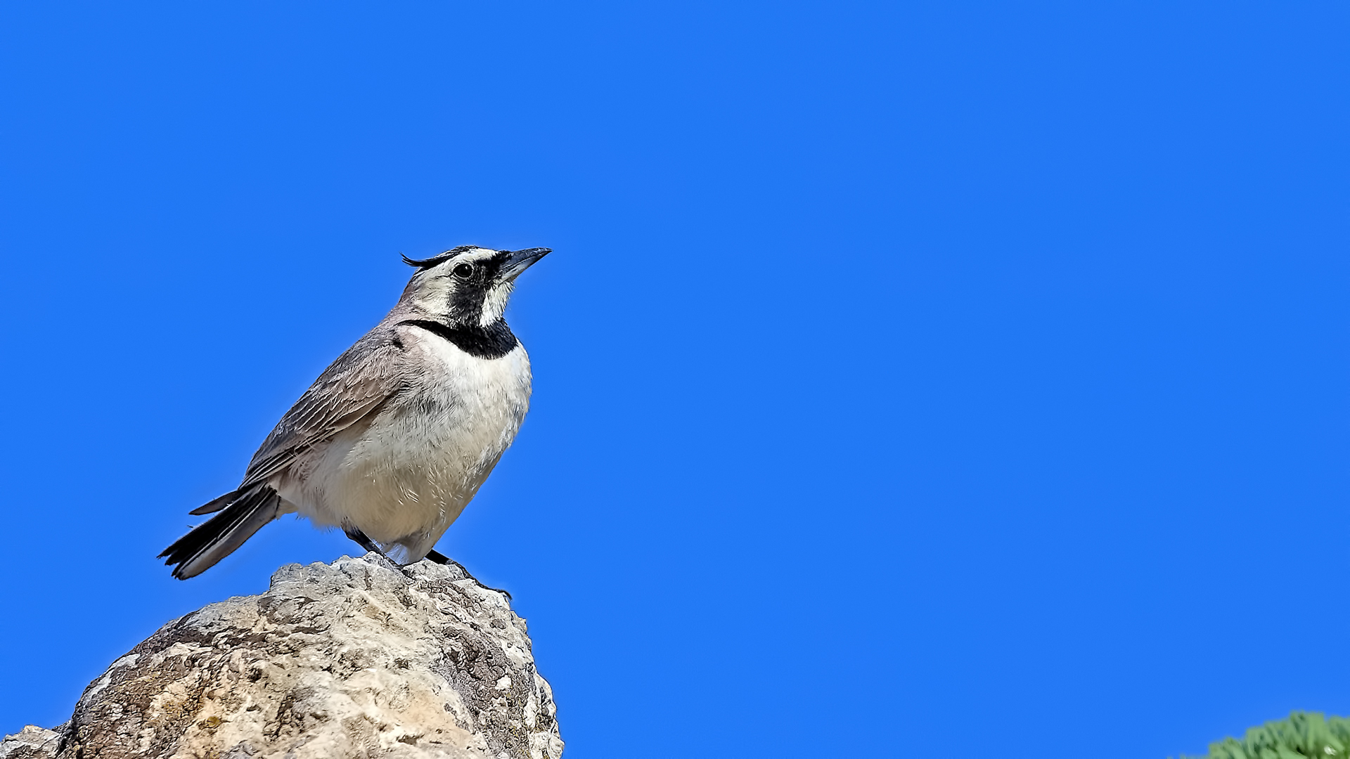 Horned Lark — Ana fotoğraf