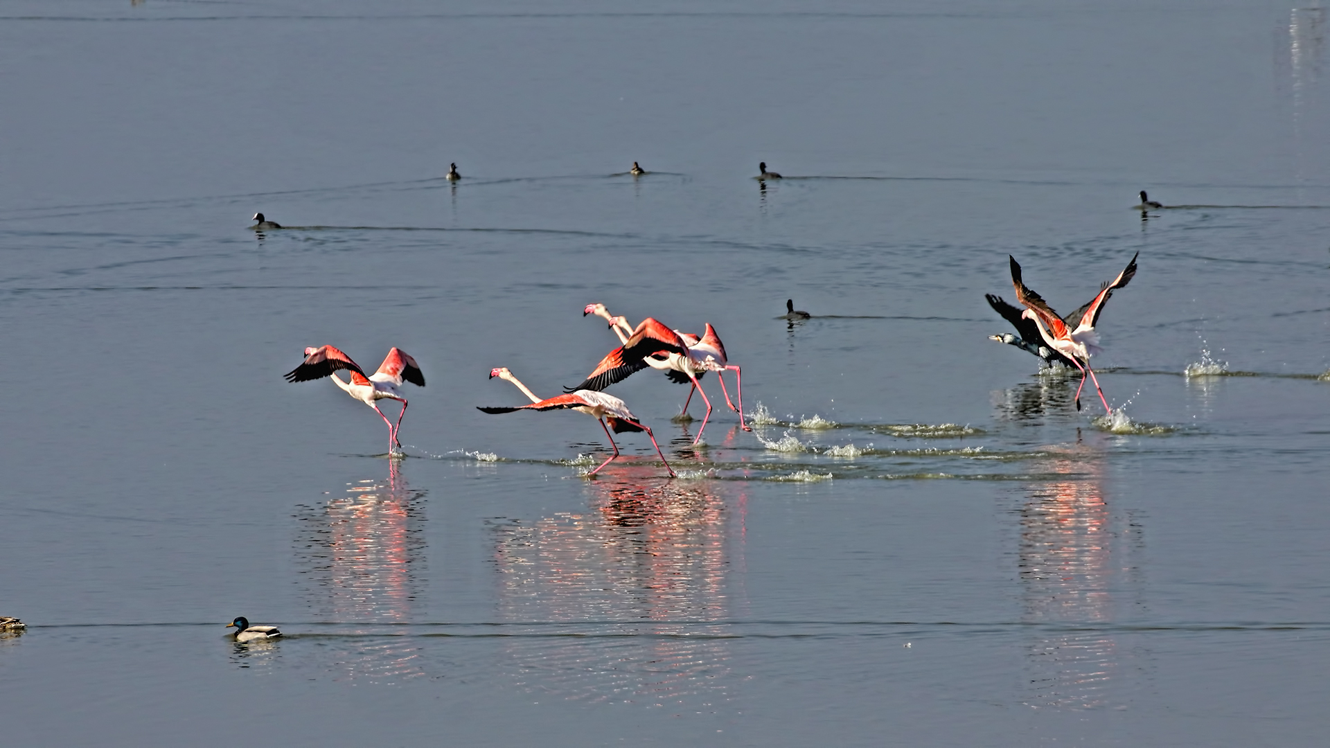 Greater Flamingo