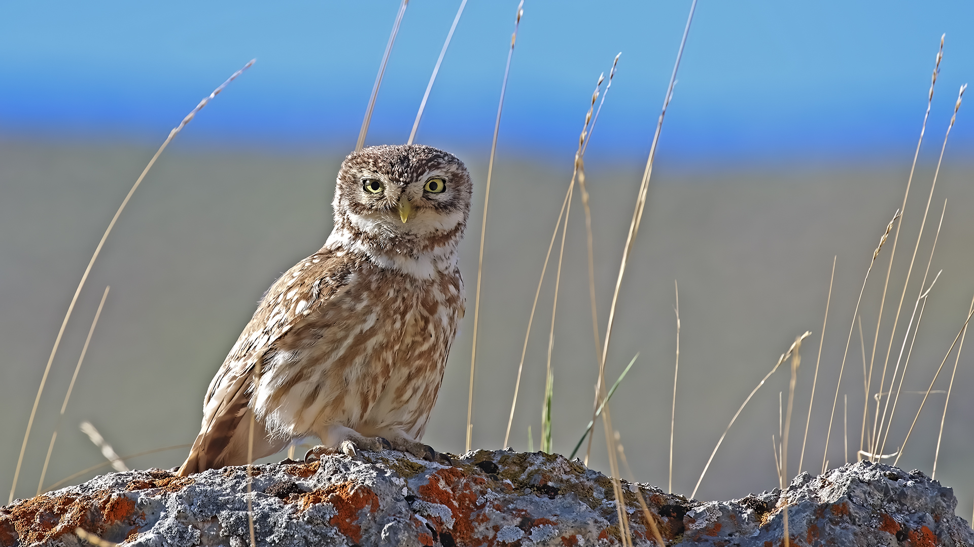 Little Owl