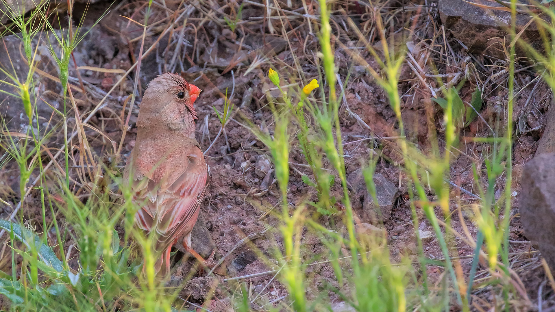Trumpeter Finch