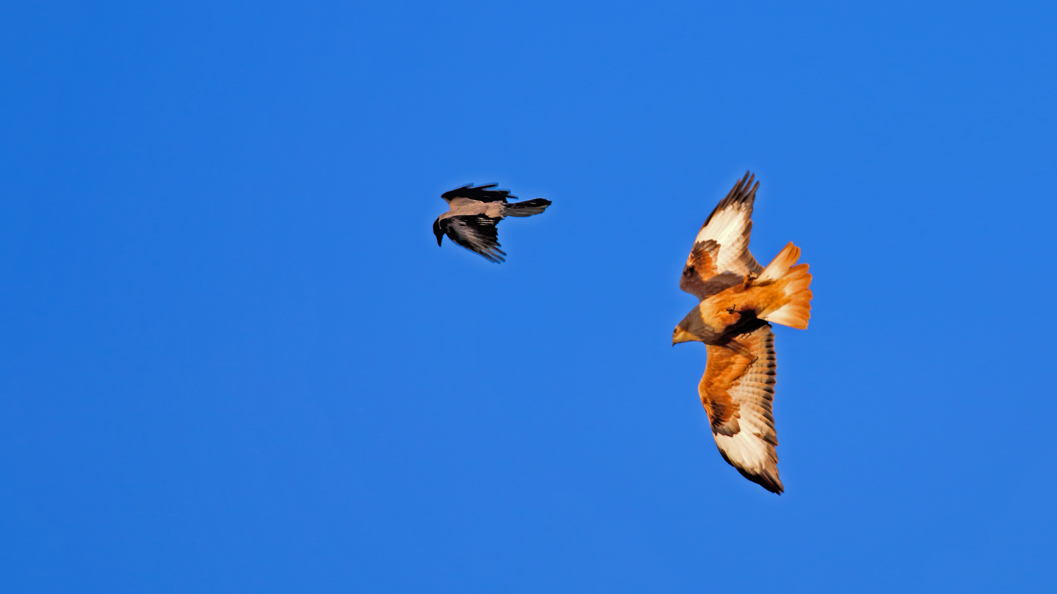 Long-legged Buzzard