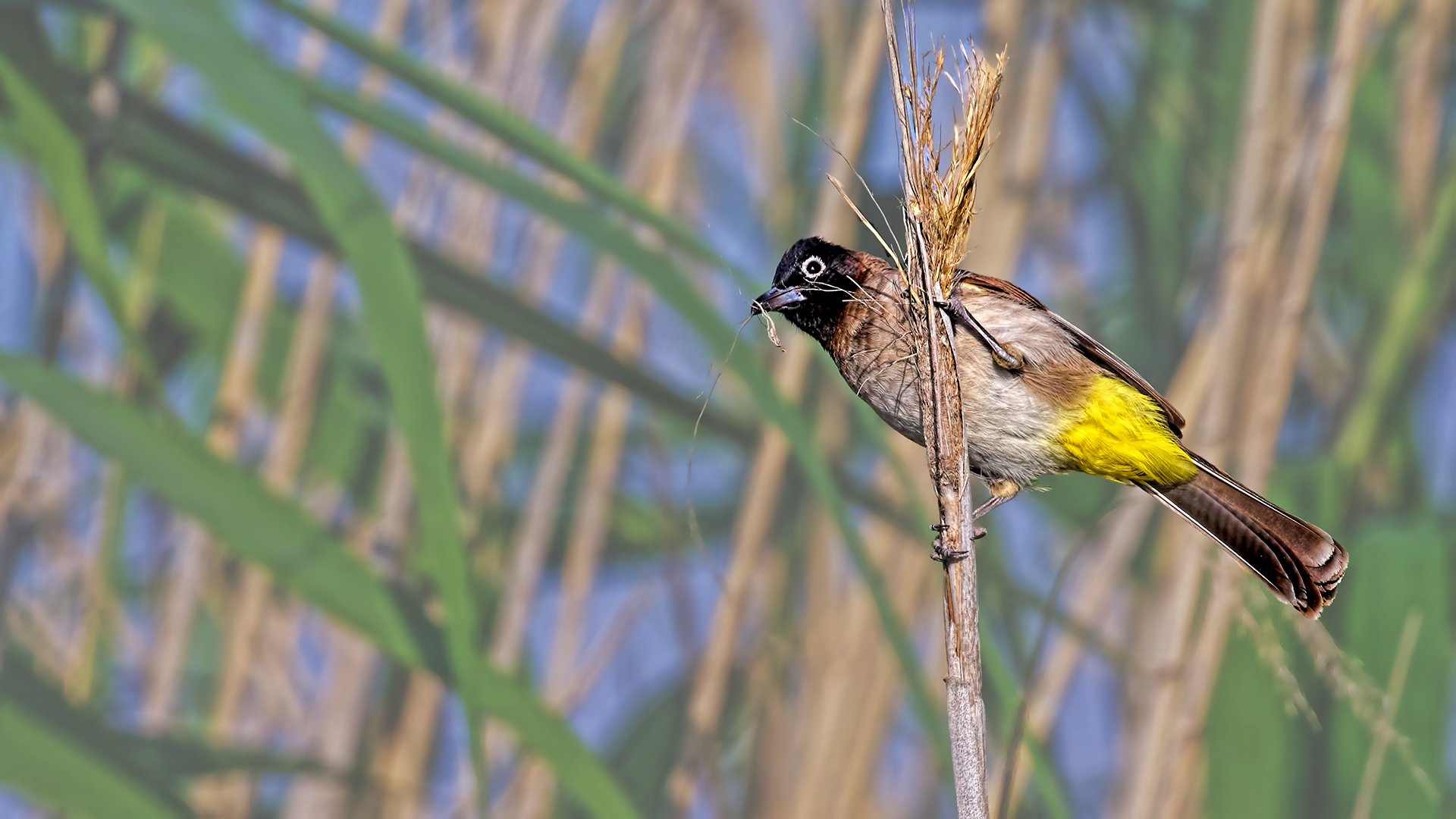 White-spectacled Bulbul