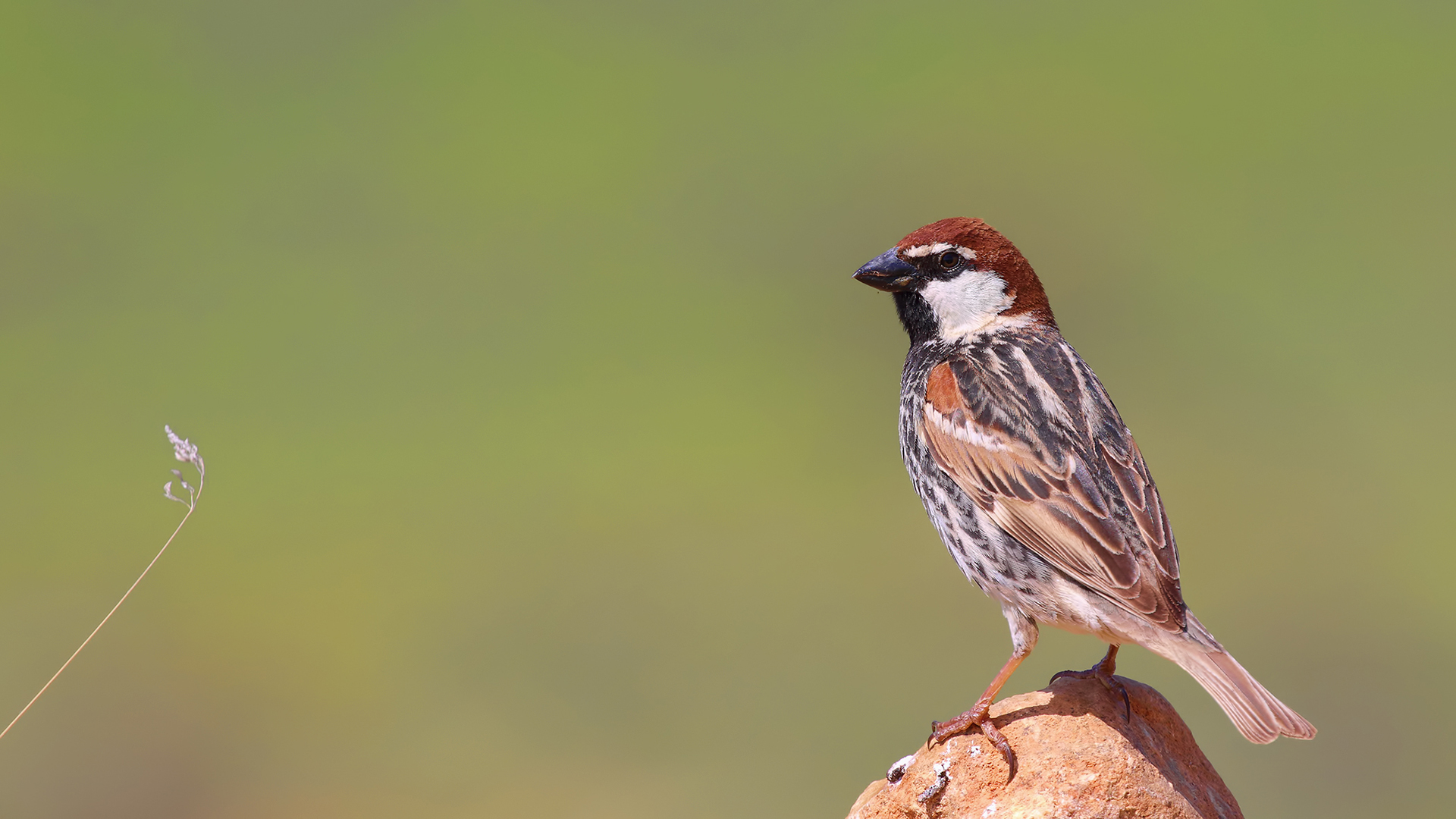 Spanish Sparrow
