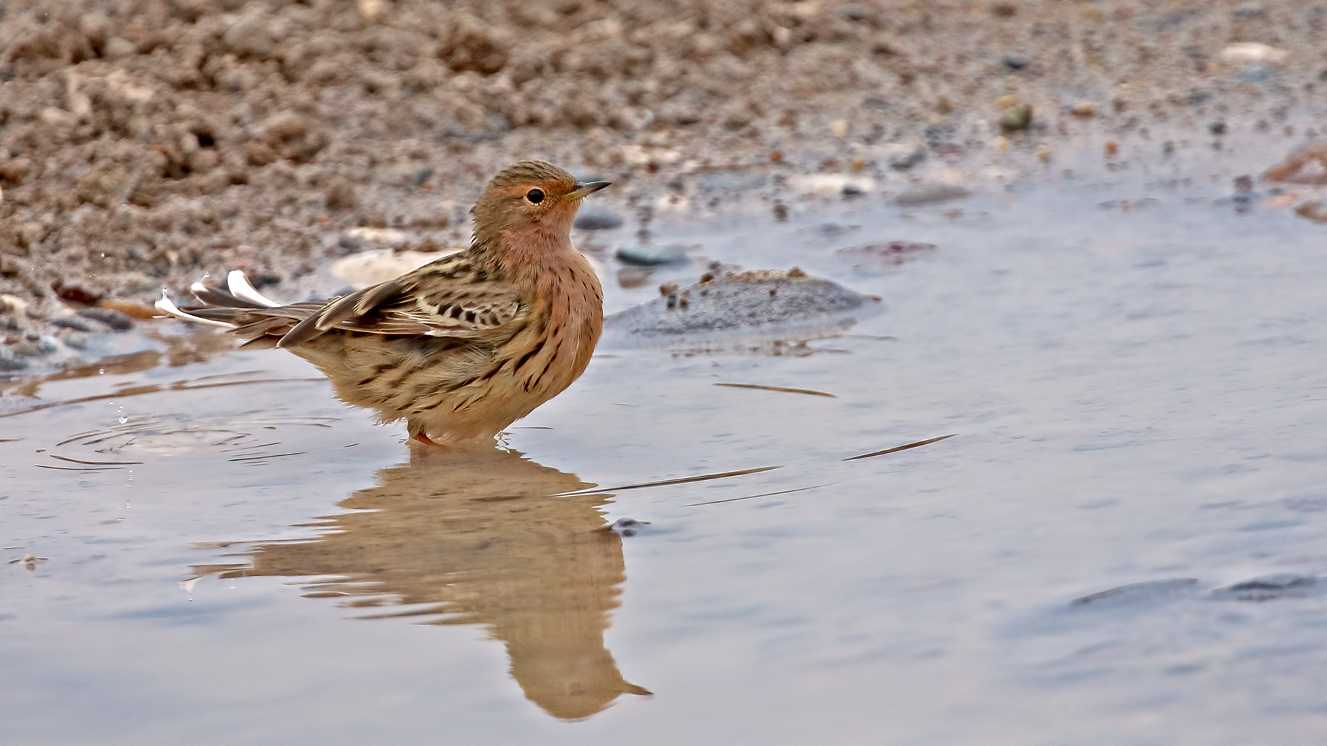 Red-throated Pipit — Ana fotoğraf