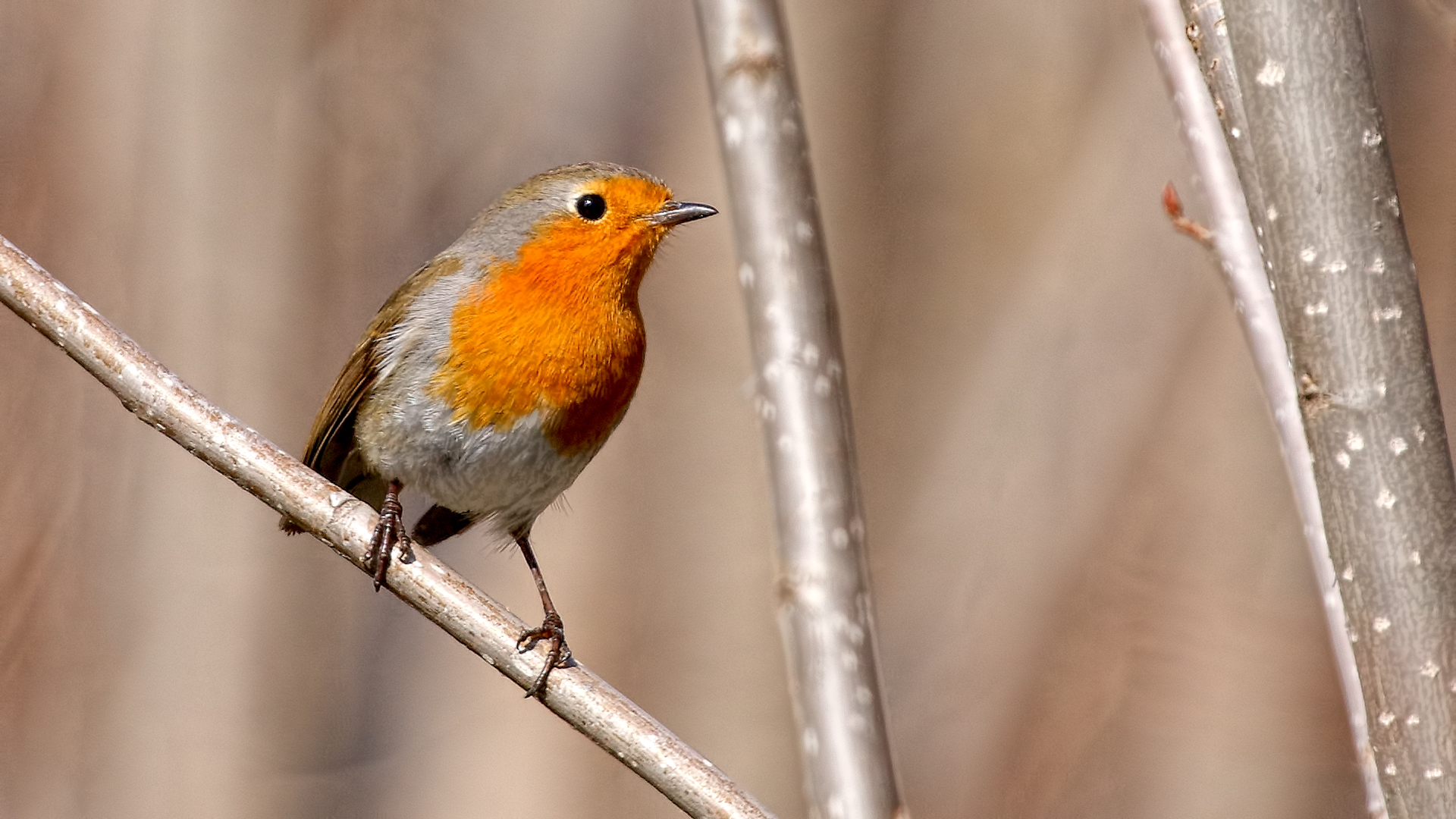 European Robin