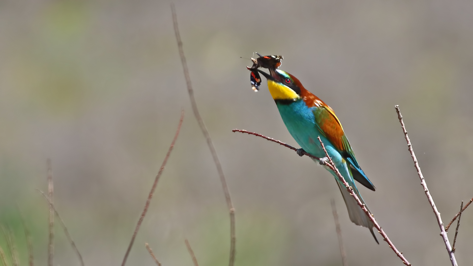 European Bee-eater — Ana fotoğraf