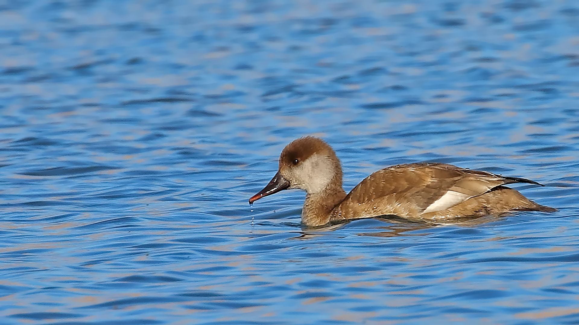 Red-crested Pochard — Ana fotoğraf