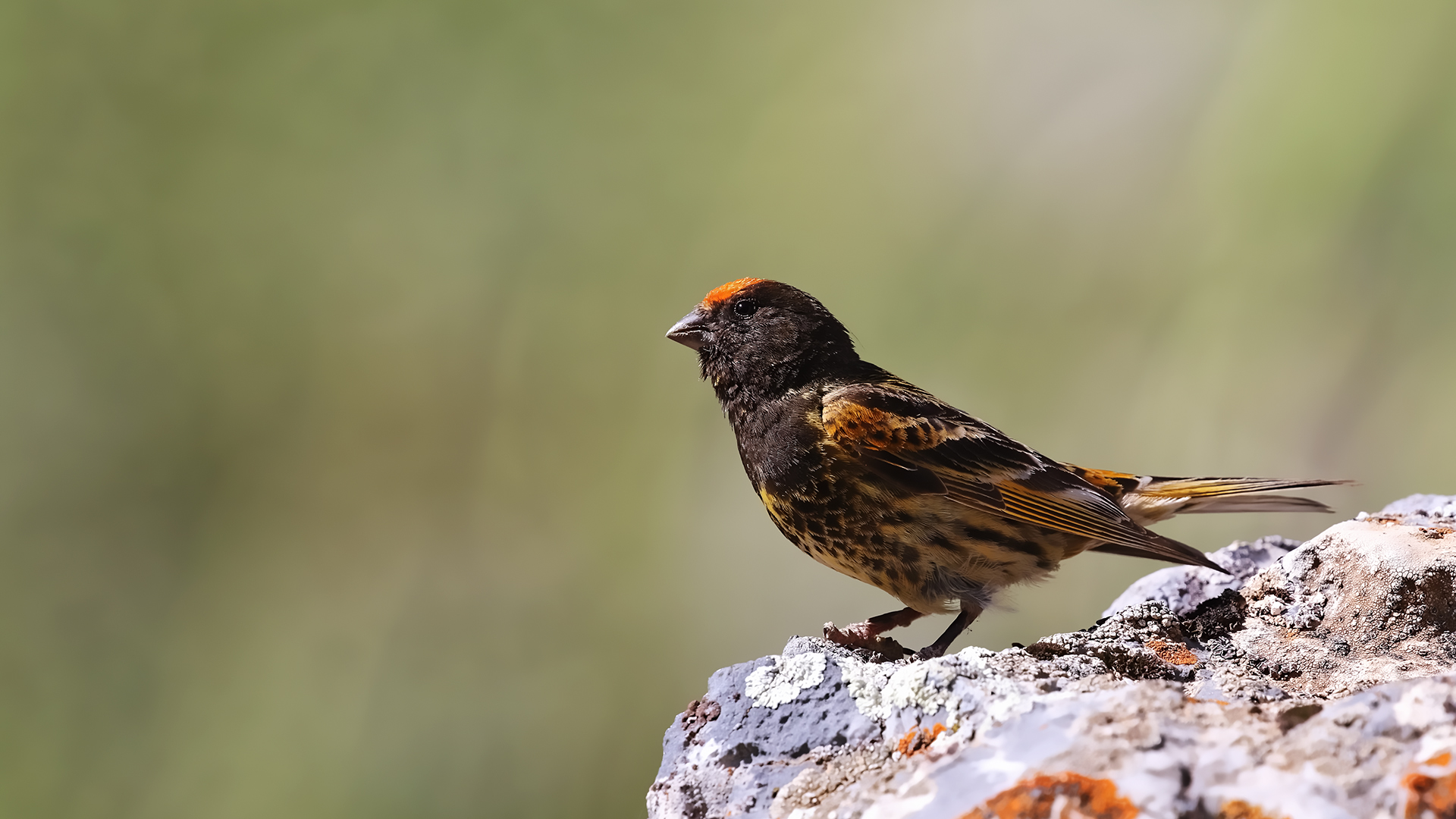 Fire-fronted Serin