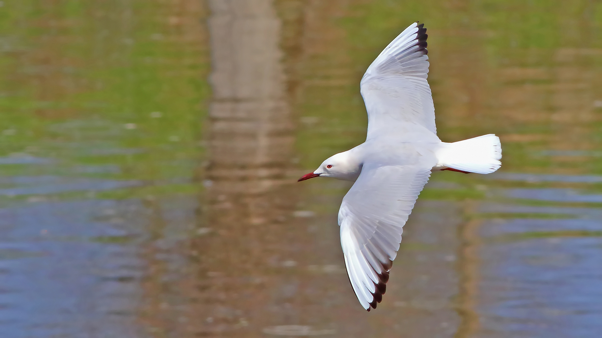 Slender-billed Gull