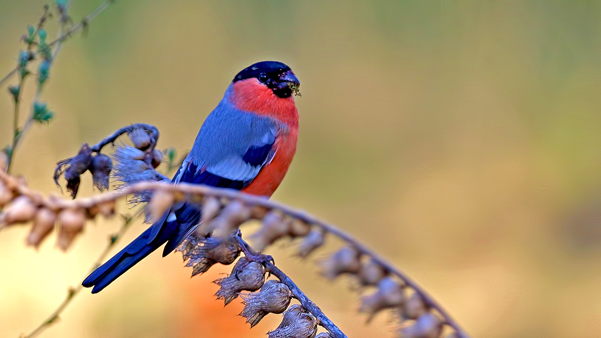 Eurasian Bullfinch