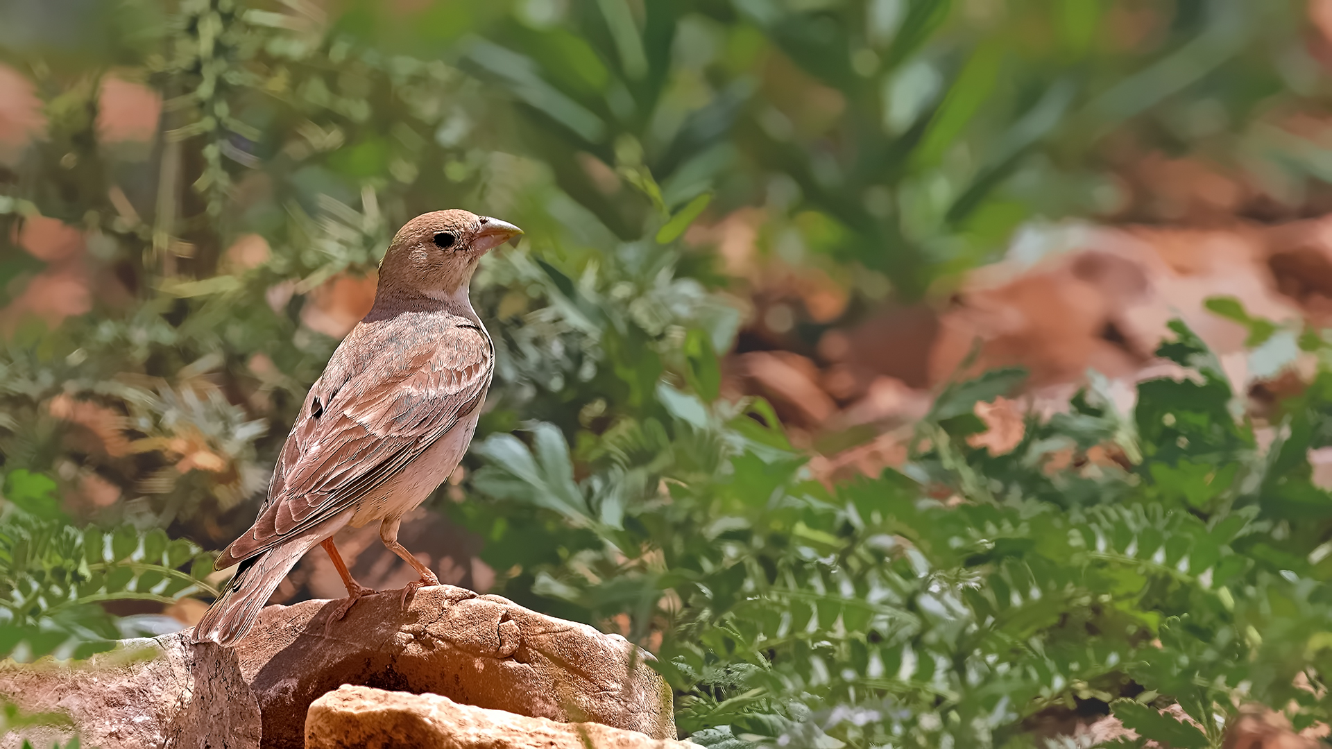 Pale Rockfinch — Ana fotoğraf