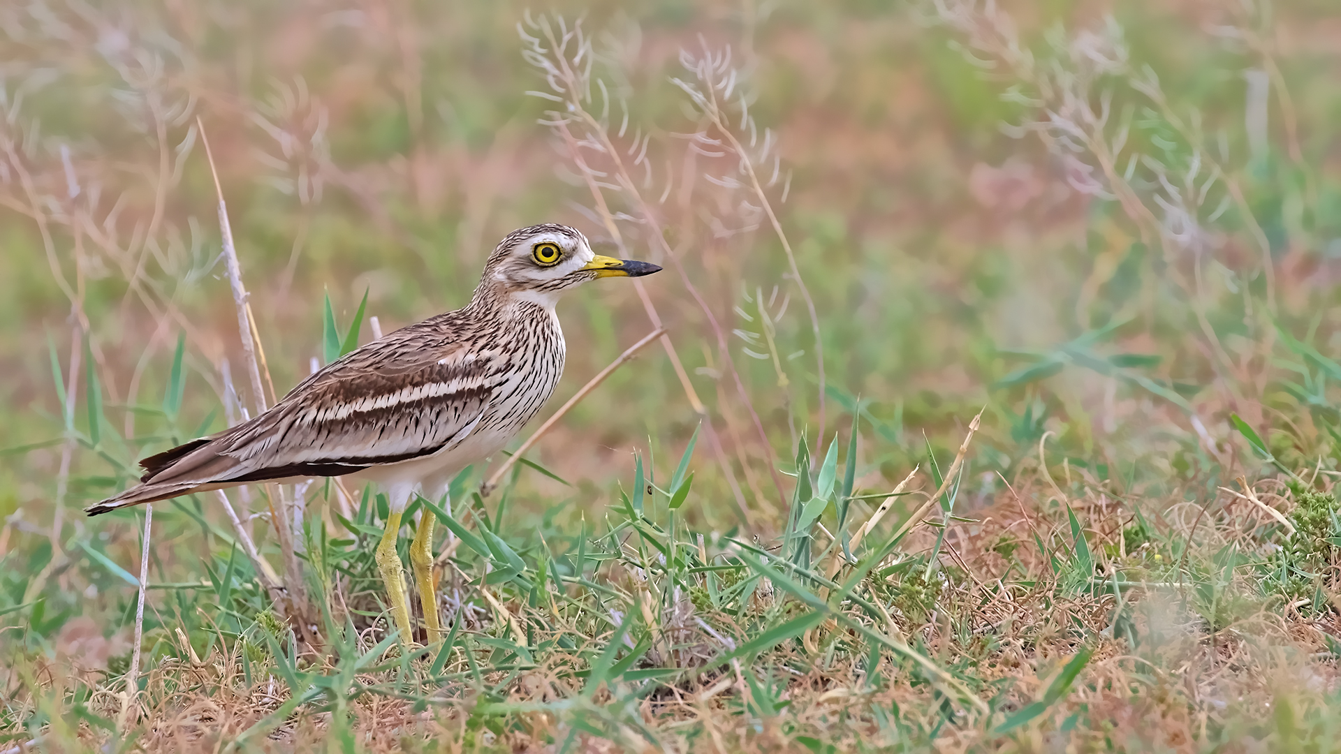Eurasian Thick-knee