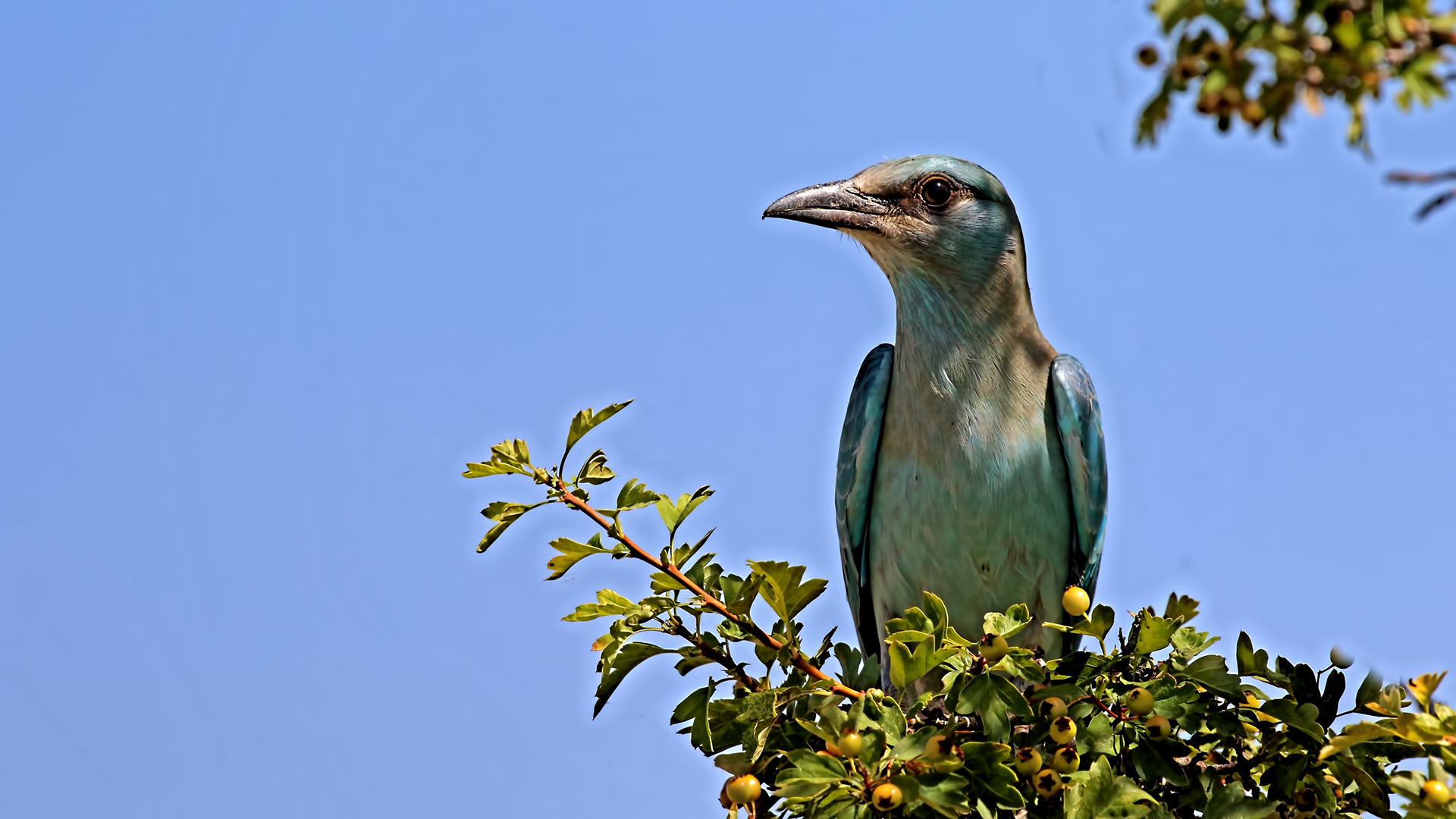 European Roller