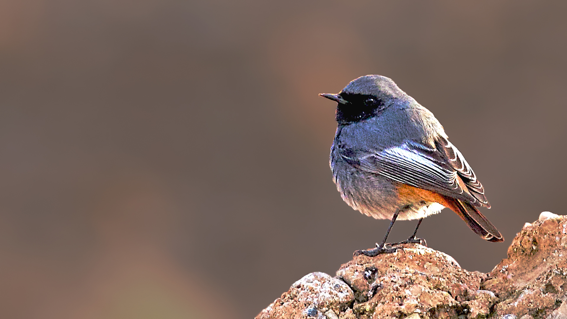 Black Redstart