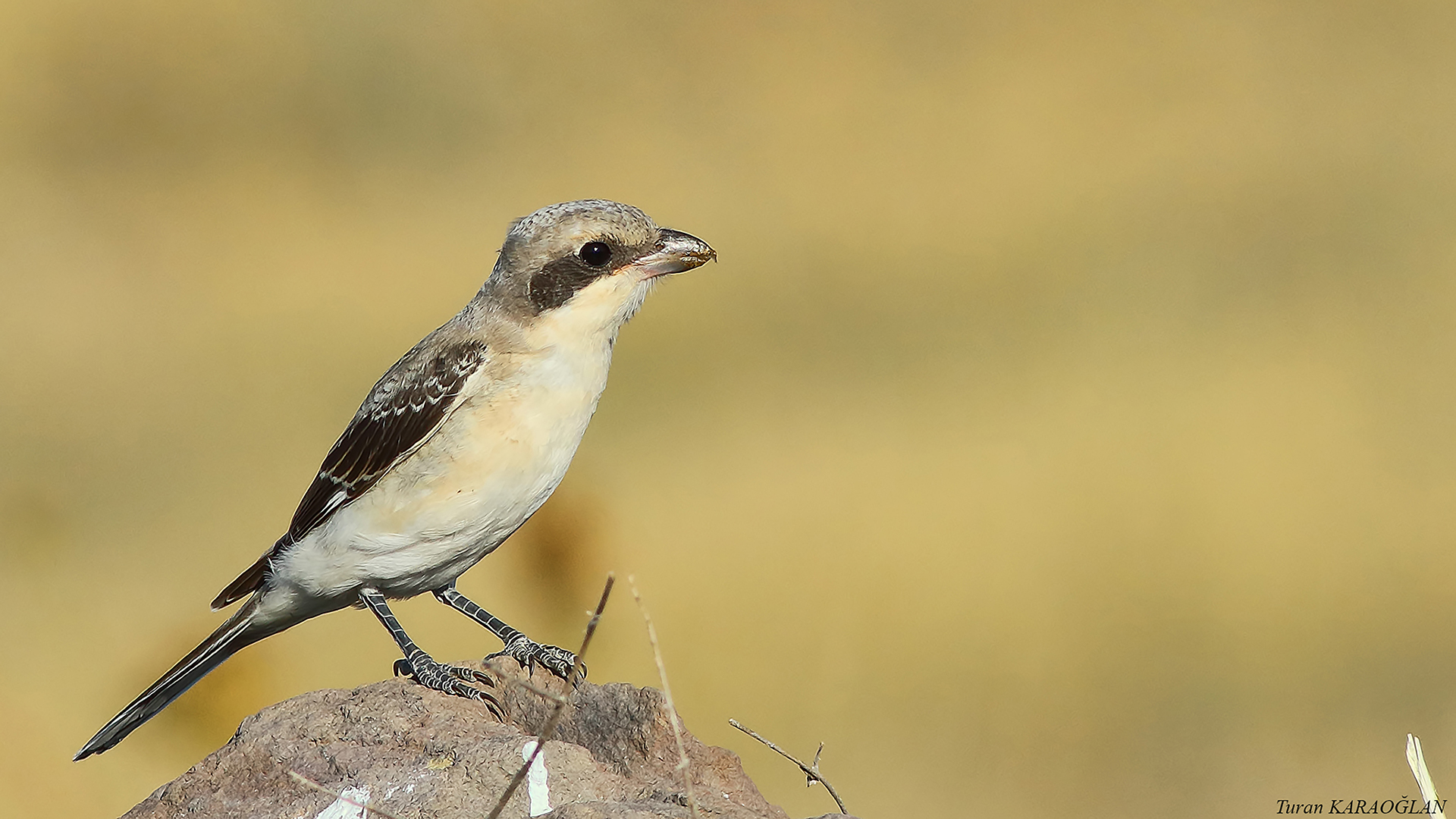 Red-backed Shrike — Ana fotoğraf
