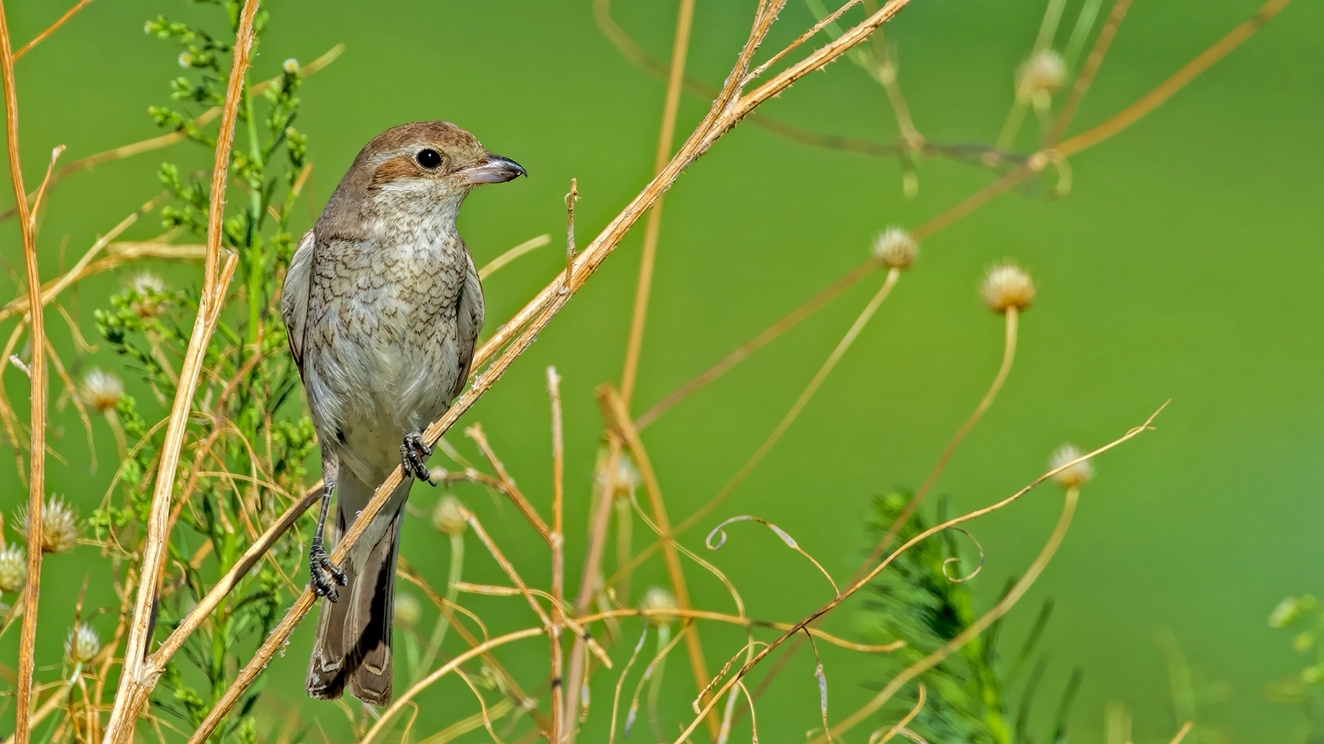 Red-backed Shrike — Ana fotoğraf