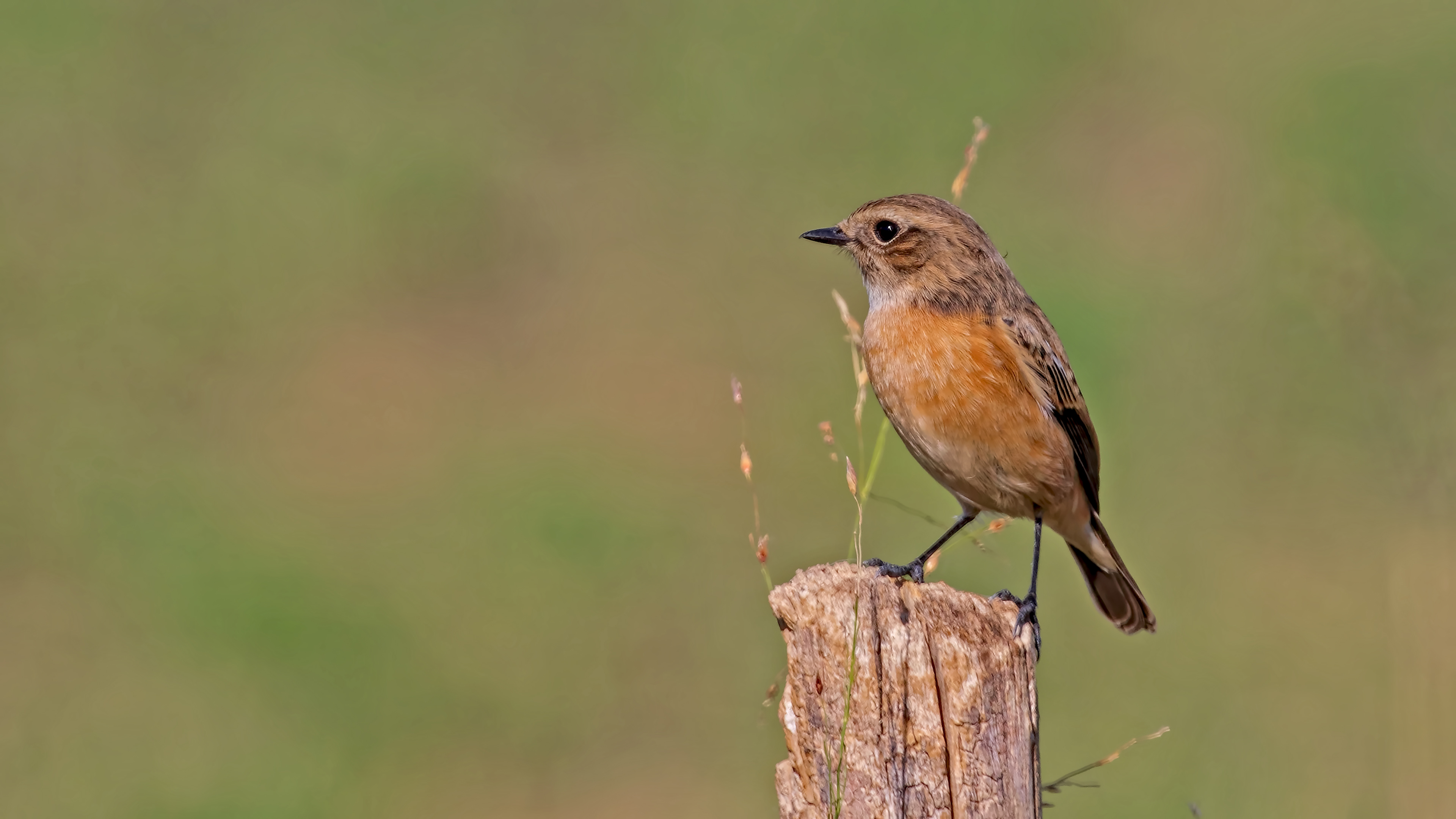 European Stonechat