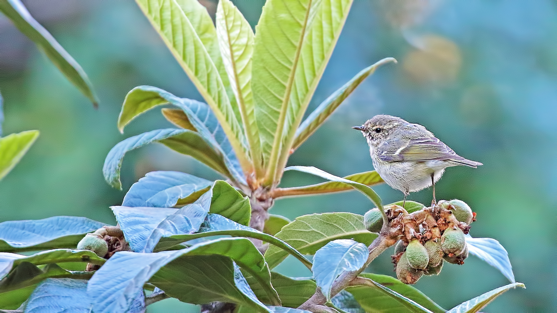 Hume's Warbler