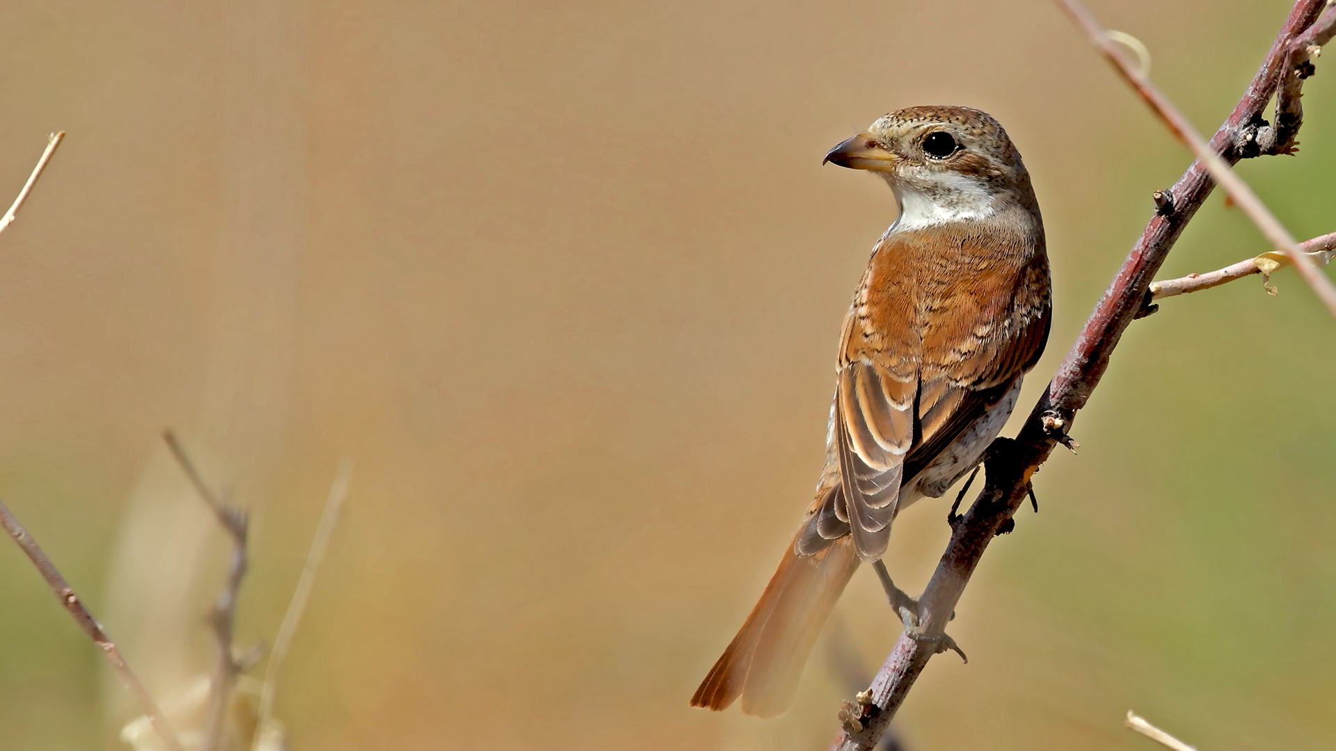 Red-backed Shrike