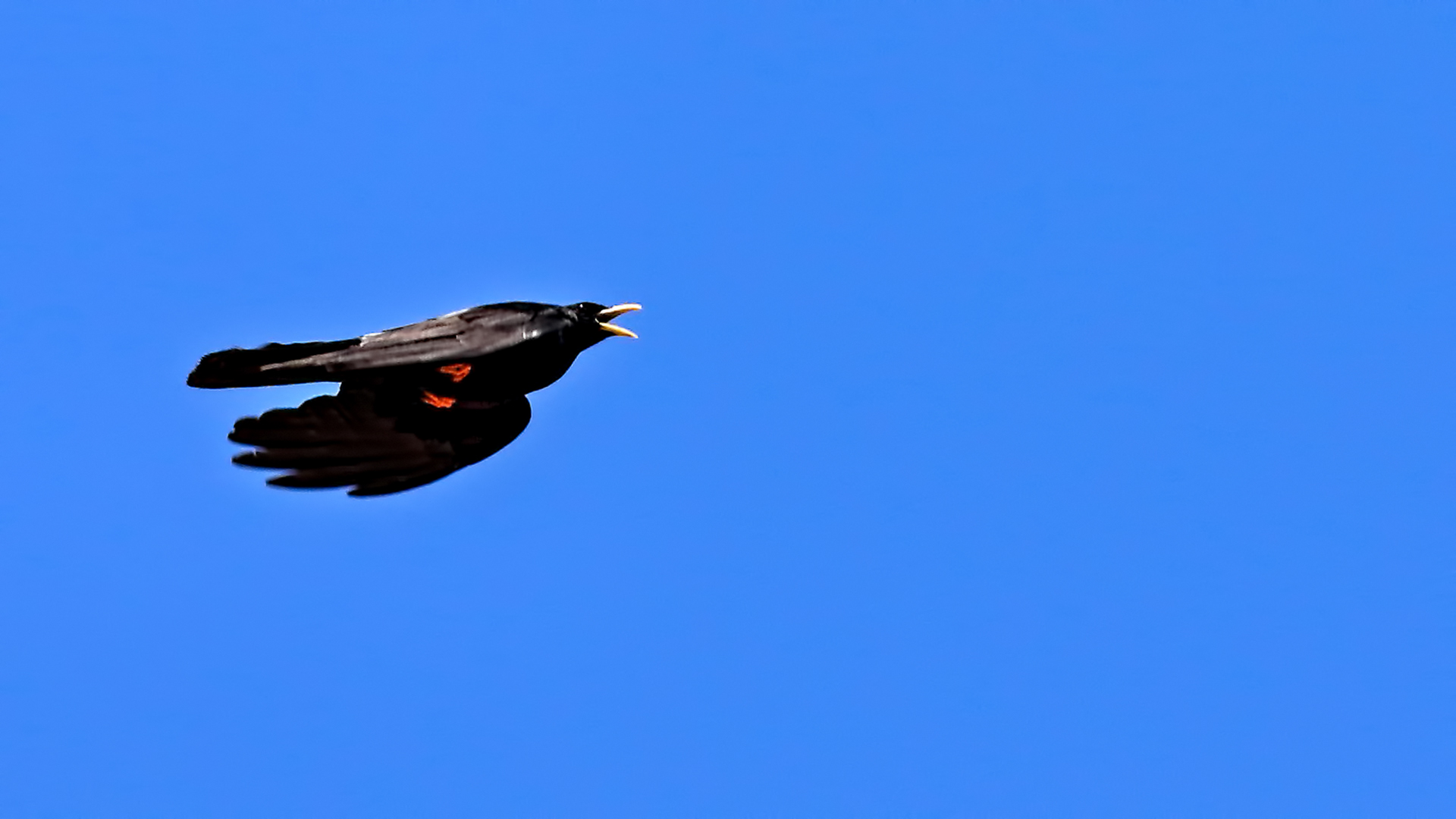 Yellow-billed Chough