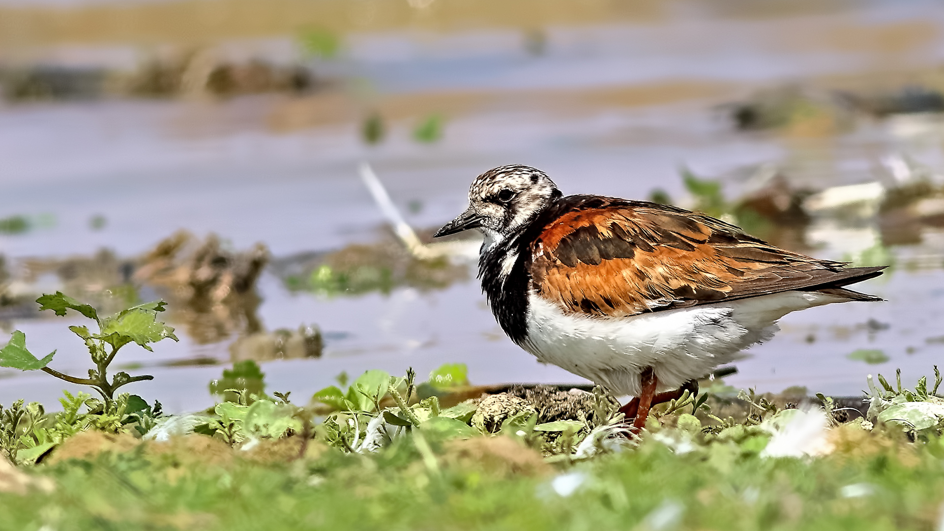 Ruddy Turnstone