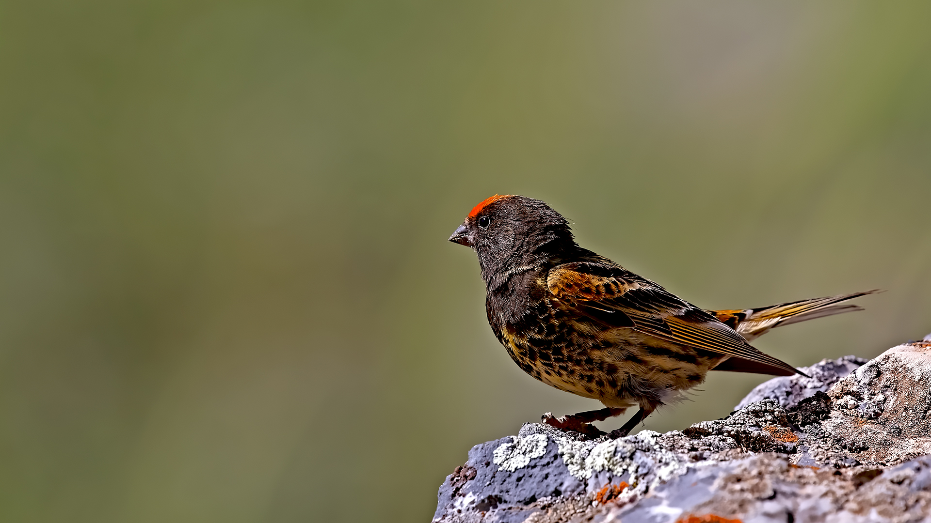 Fire-fronted Serin