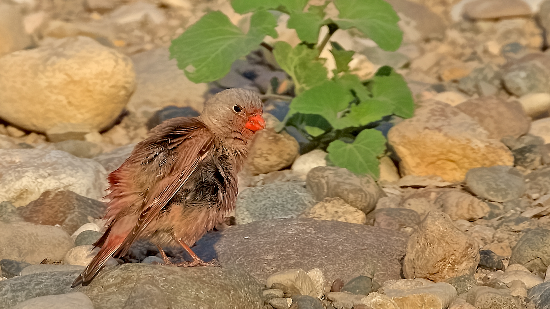 Trumpeter Finch
