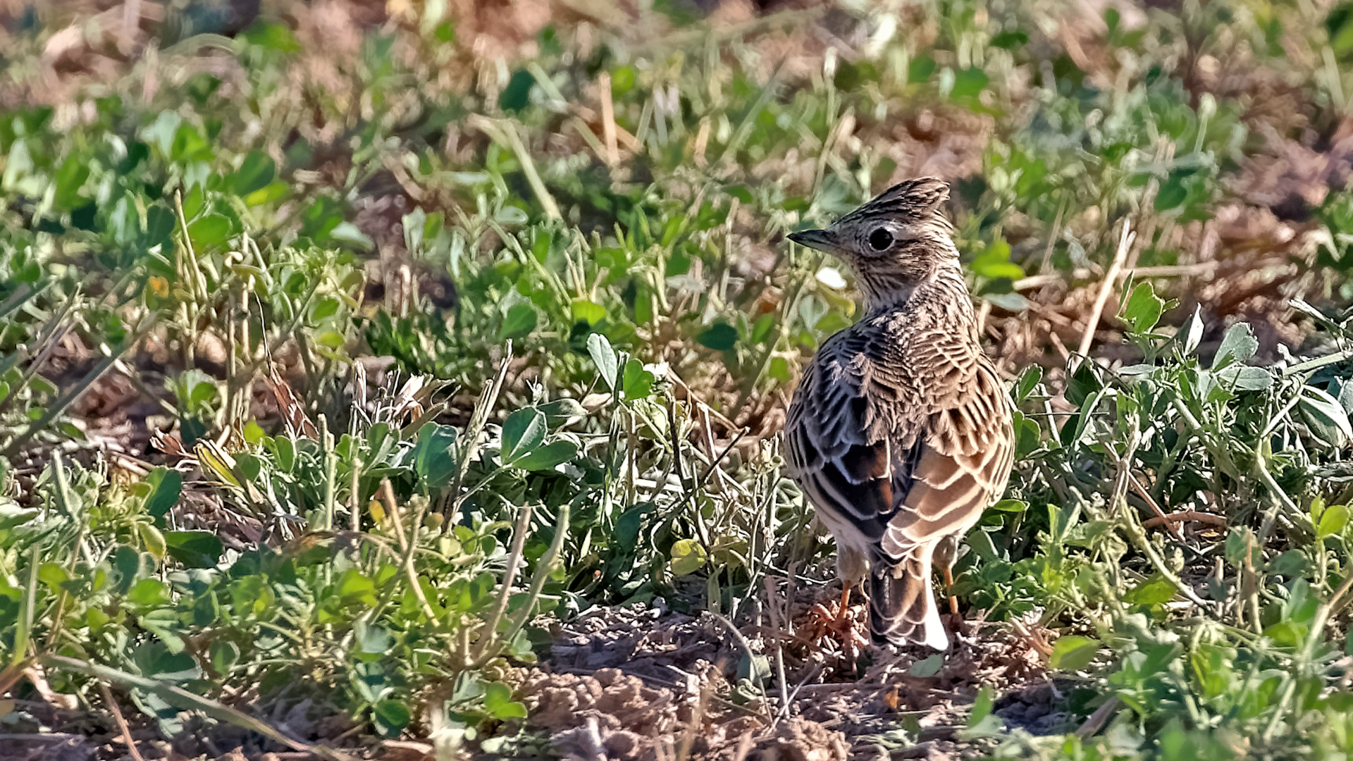 Eurasian Skylark